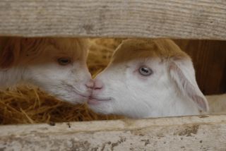 Photo Les chèvres des Blétonnets