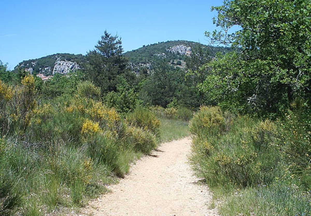Le Vieux chêne - Bauduen  - le Haut Var-Verdon - LE VIEUX CHENE - BAUDUEN