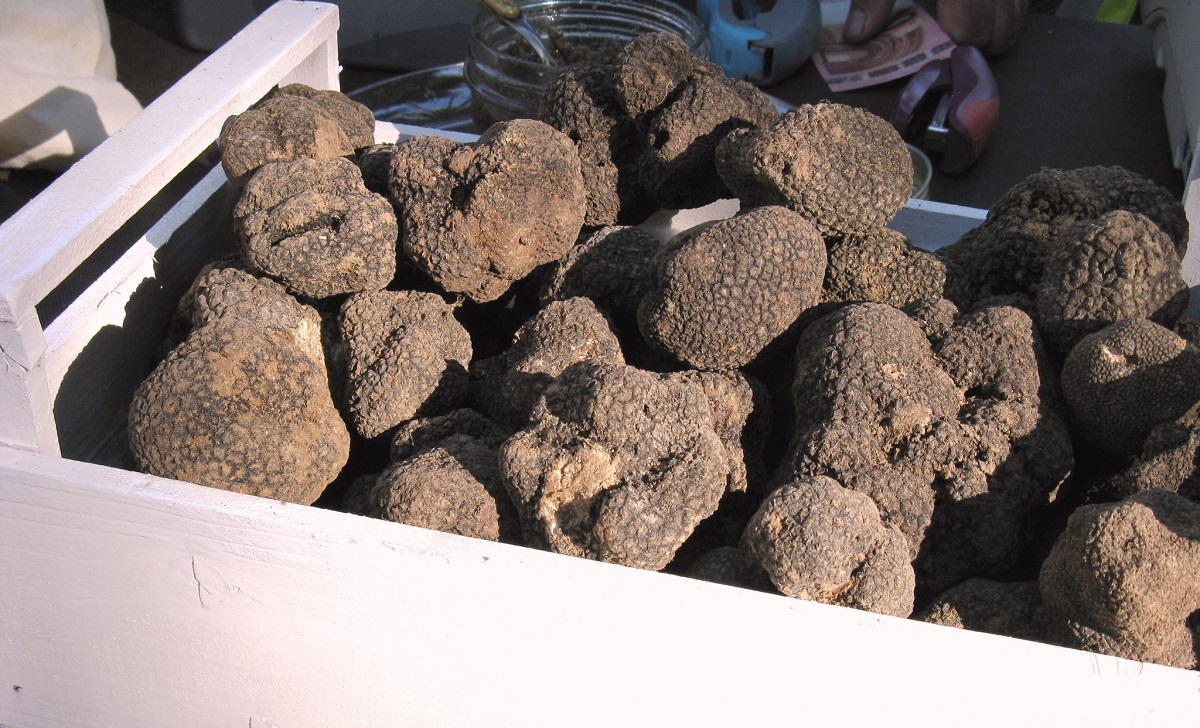 Exemple de truffes - Marché à la truffe noire