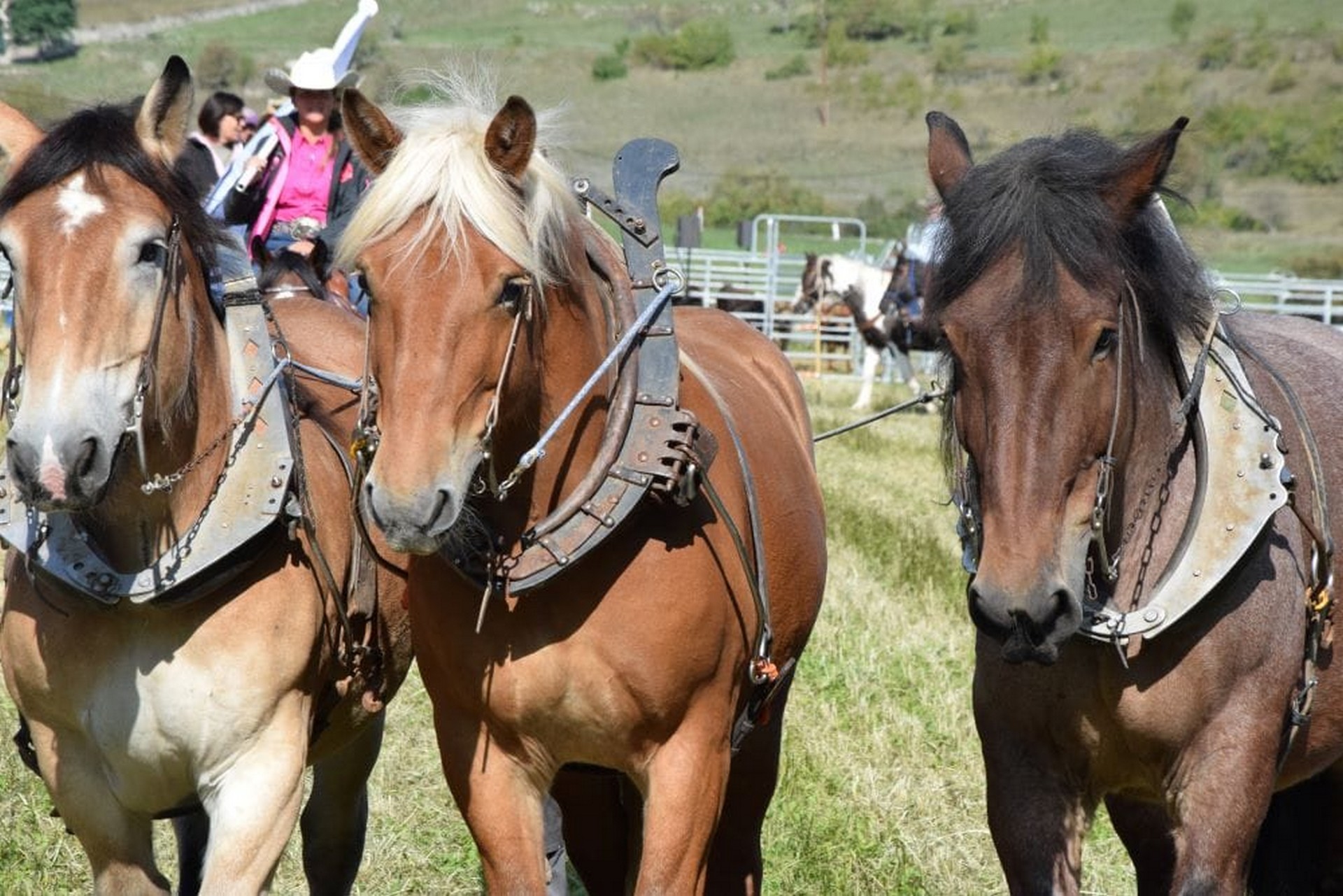 Photo édition 2024 - Fête du Cheval