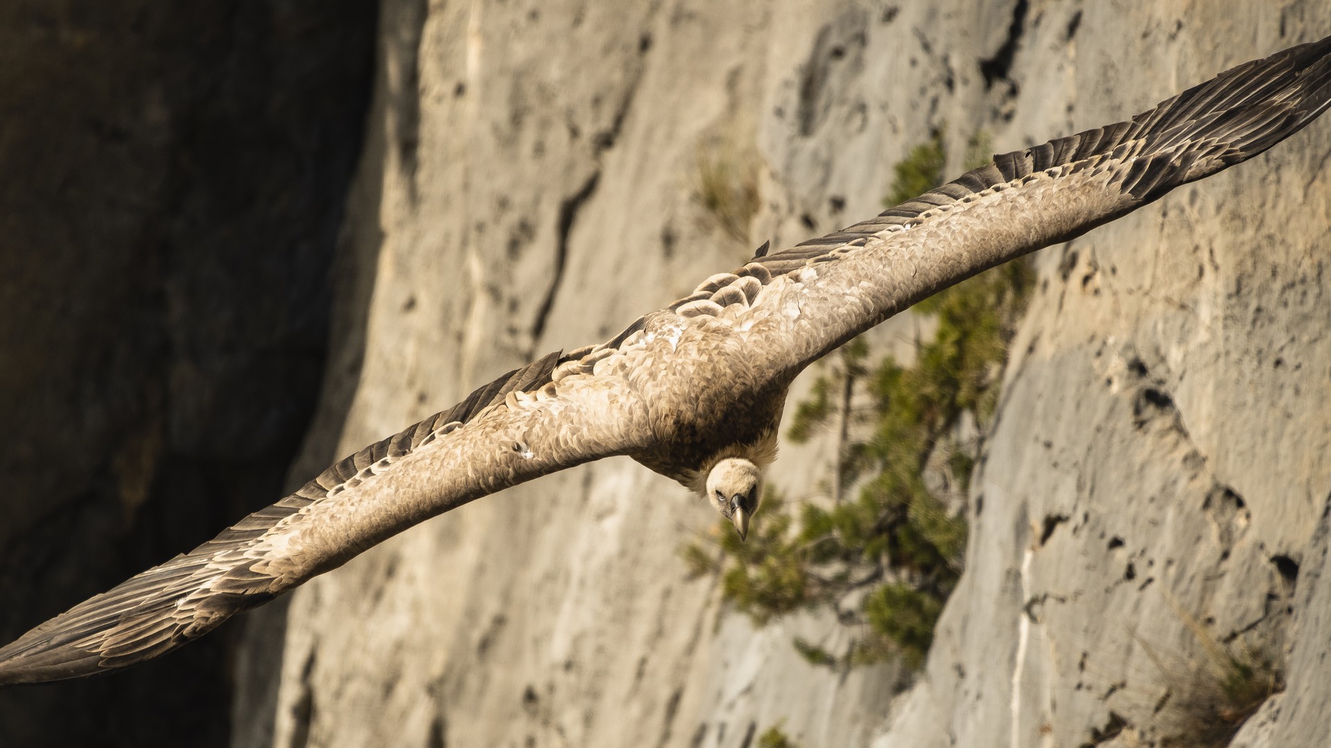 Vautour dans le Verdon - Sortie : Découverte et observations des vautours du Verdon_Aiguines