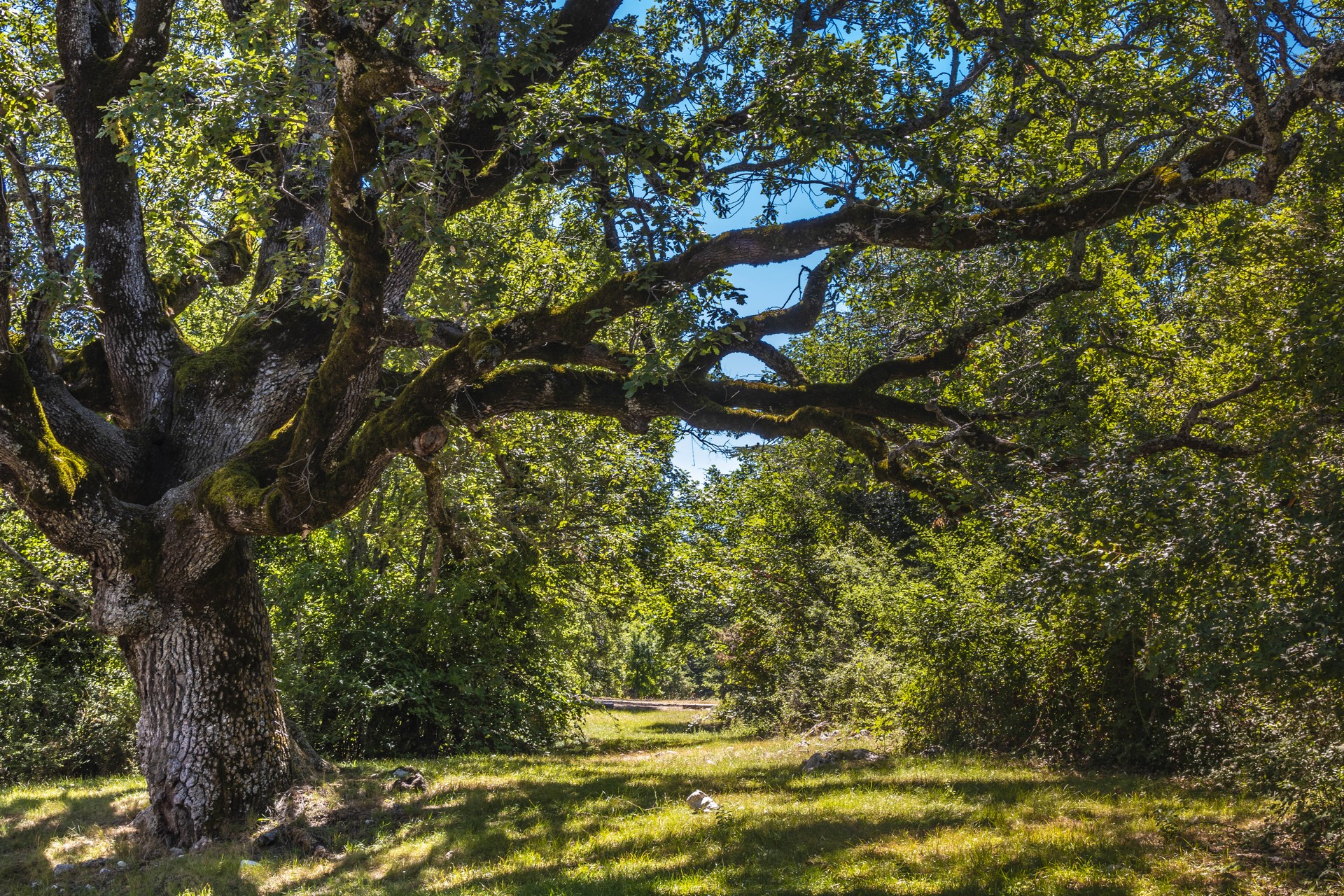 Forêt de Vérignon - Immersion dans la forêt d'arbres centenaires_Vérignon