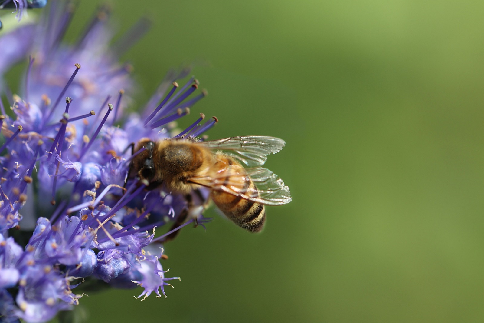 Abeille qui butine - Miel des Gorges du Verdon