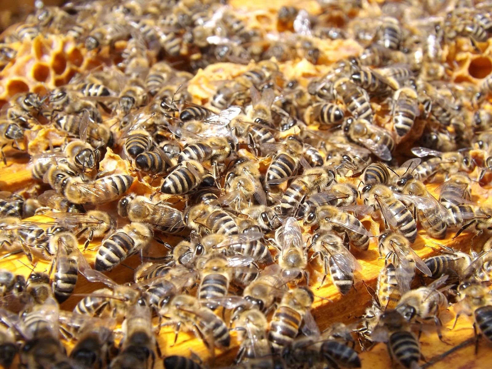 Abeilles - Miel des Gorges du Verdon