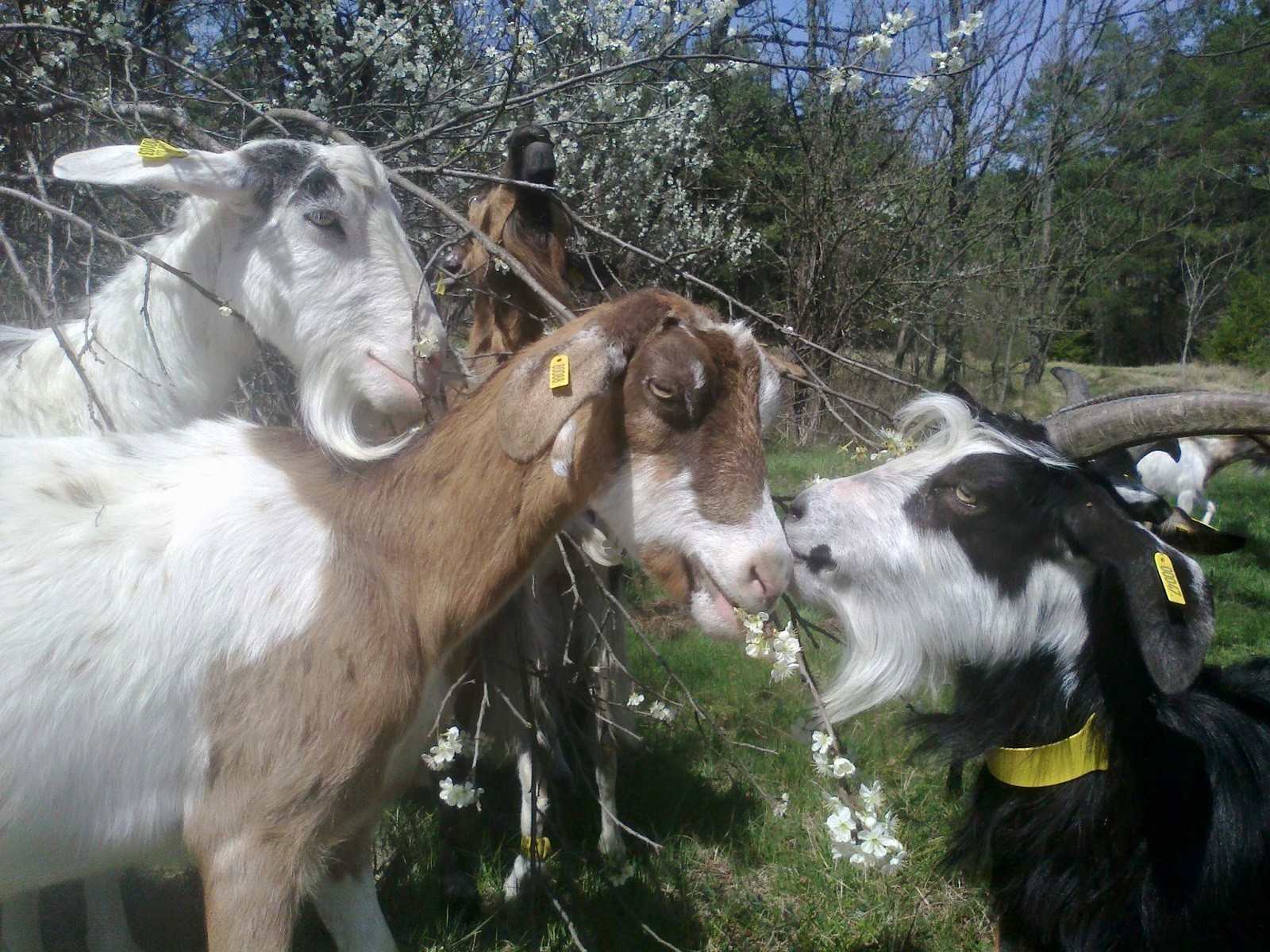 Photo La ferme du P'tit Collois