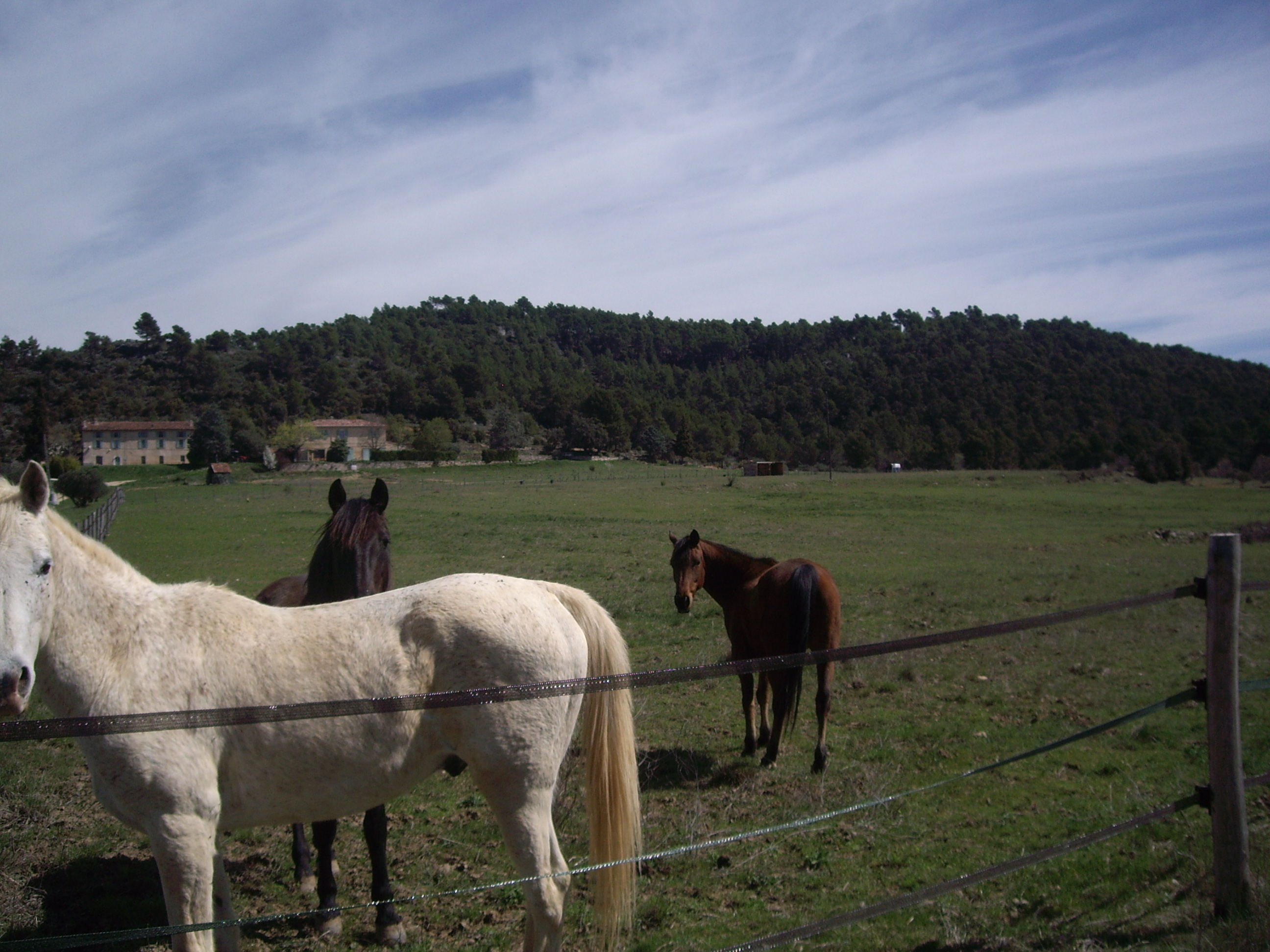 Nos chevaux - Gîte l'Oliverie de Plerimond