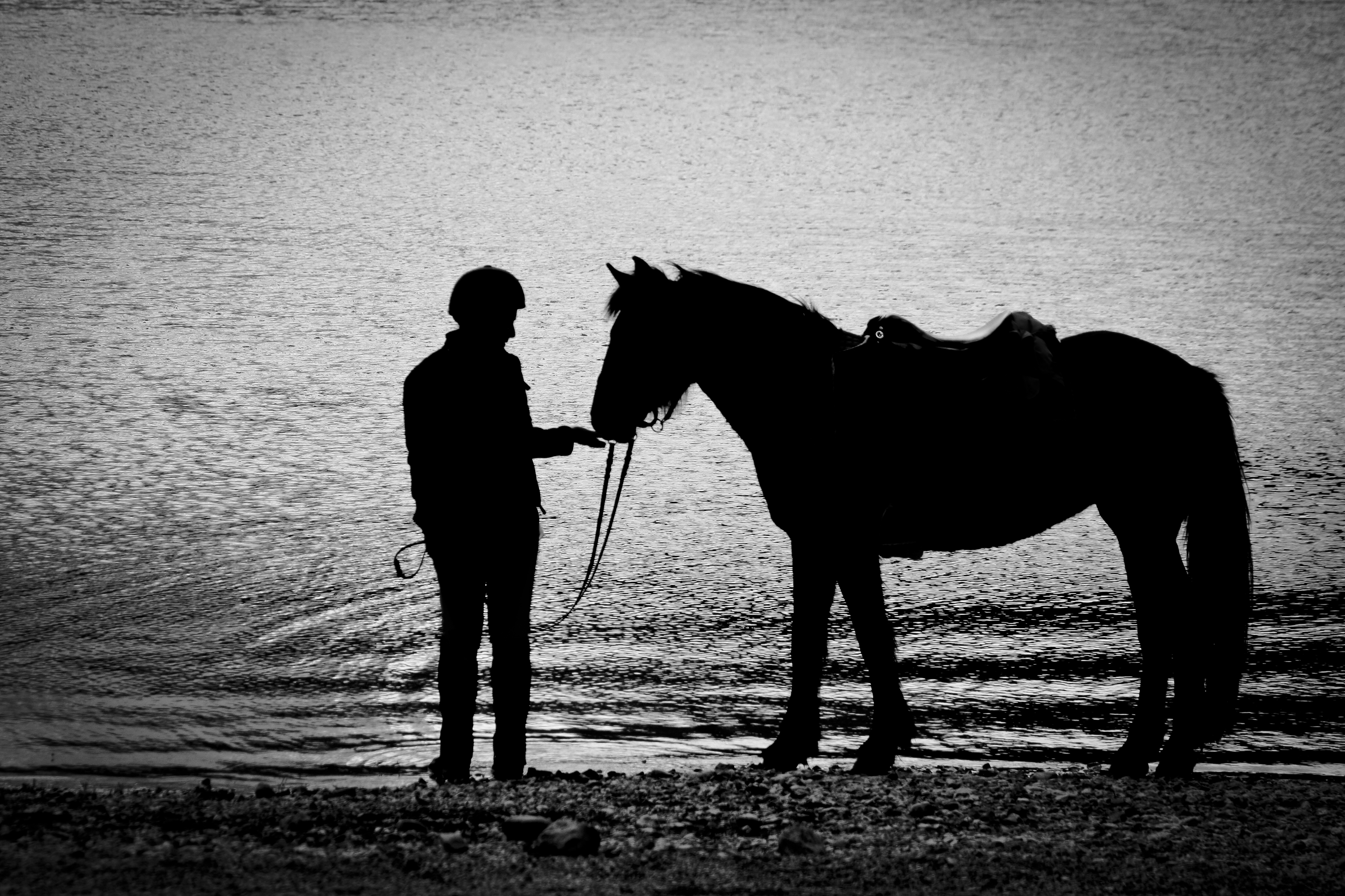 Noir et blanc - au bord du lac - Les Chevaux du Verdon