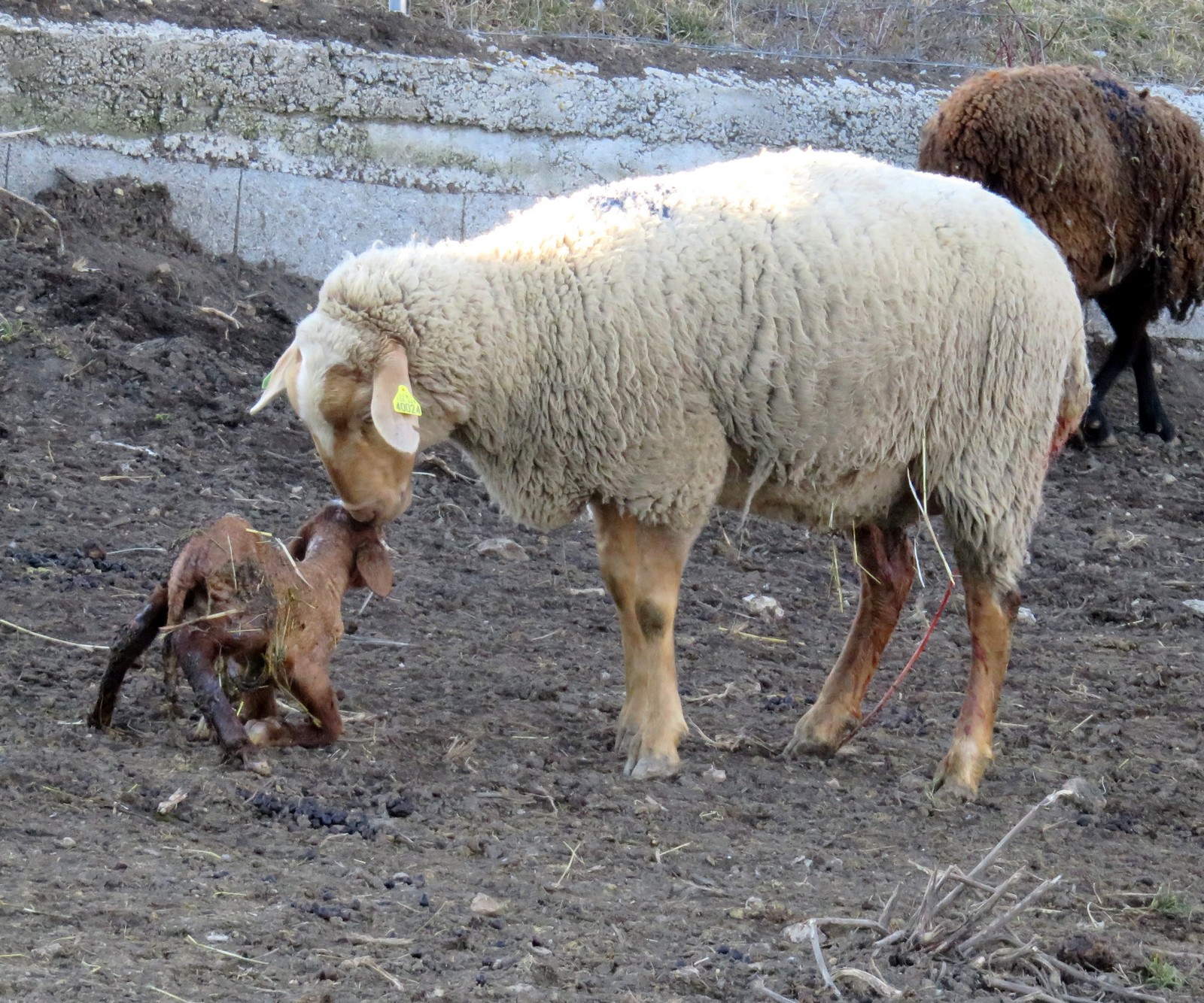 La mère et l'agneau - GAEC des Graous