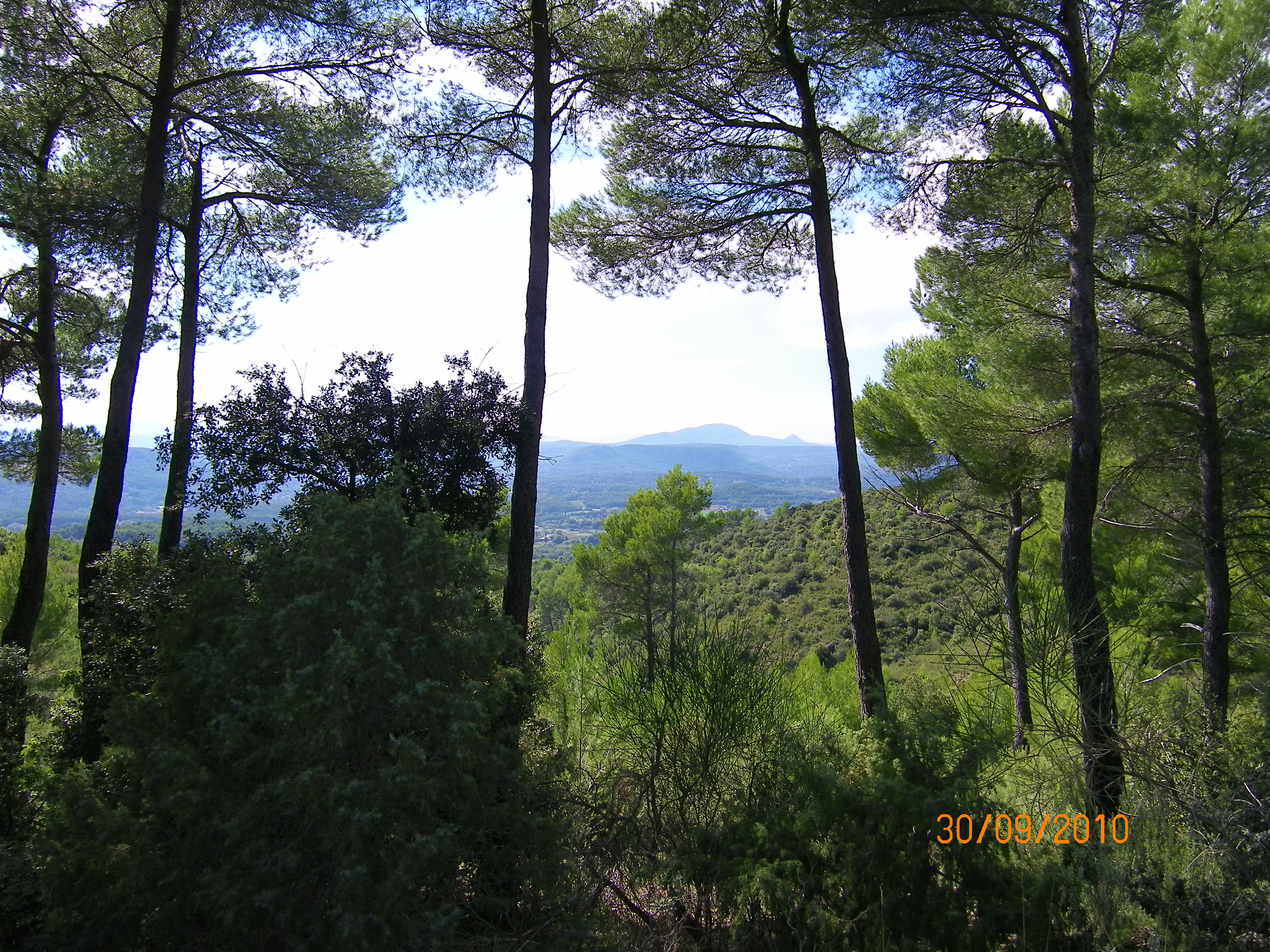 A travers les pins - Voie romaine