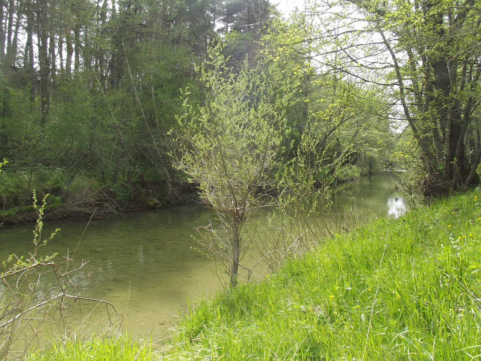 L'Artuby à deux pas - La Clairière du Logis du Pin