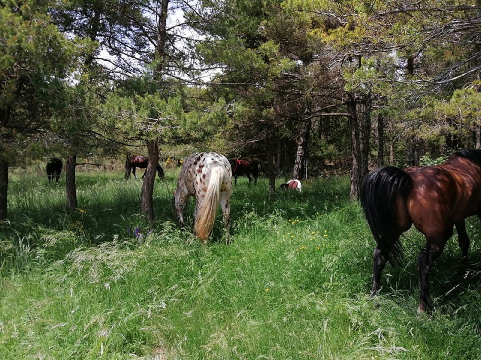 Chevaux au pré - Domaine de l'Adrech