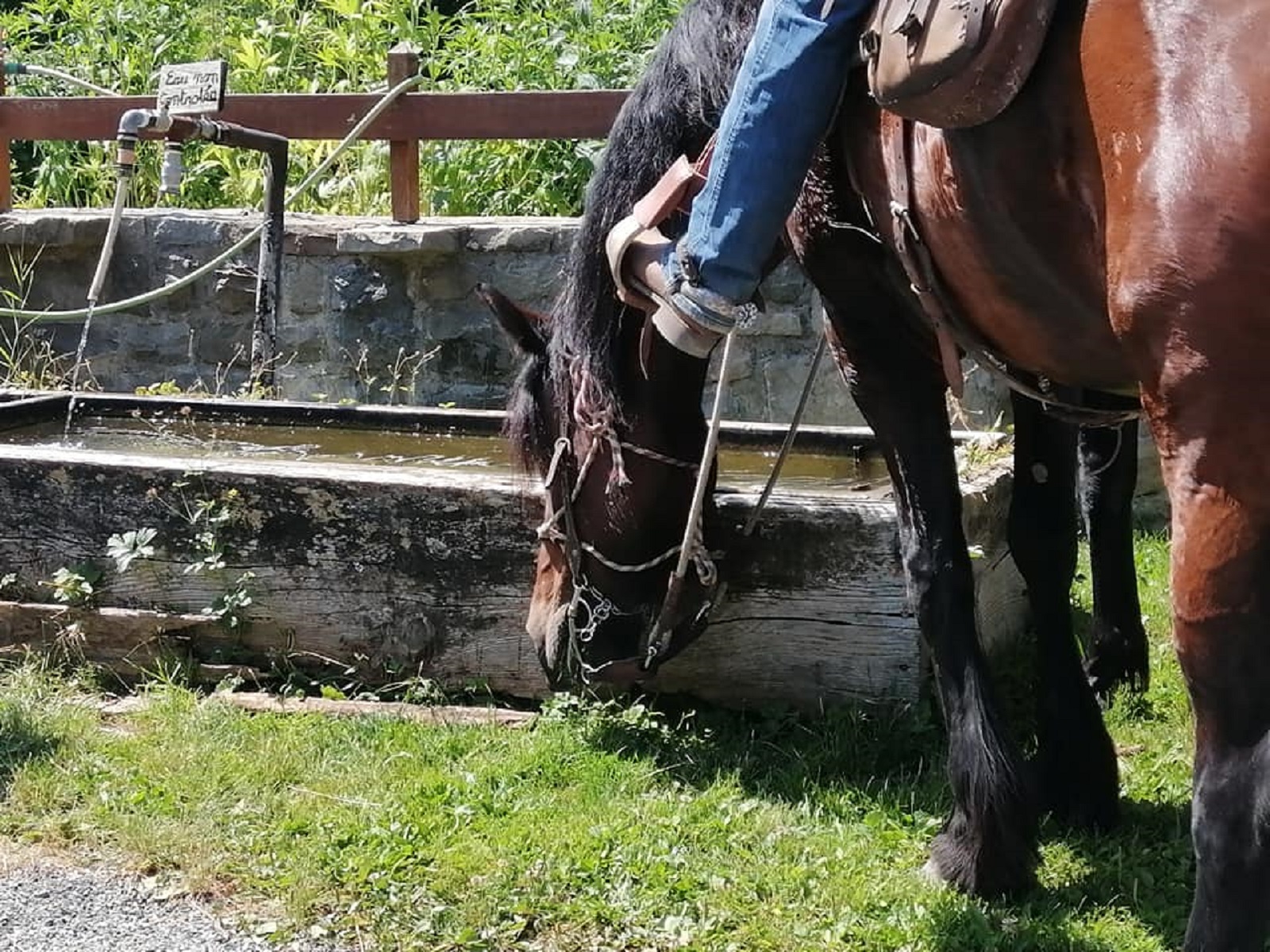 Pause abreuvoir - Domaine de l'Adrech