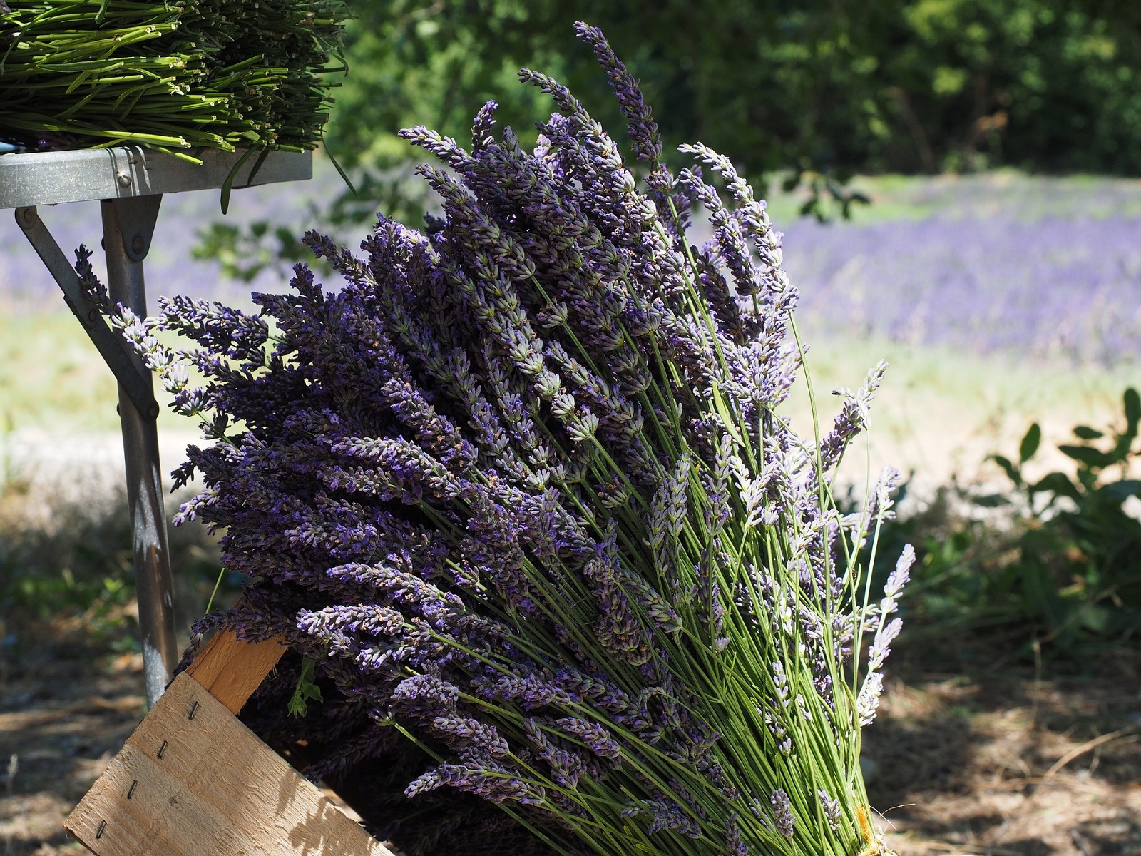 Photo Domaine de Bagarry