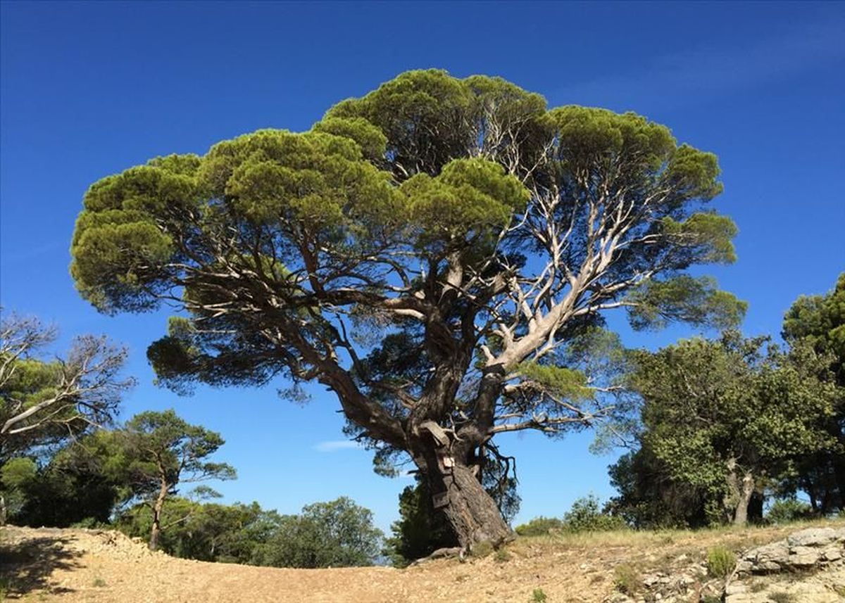 Photo Randonnées pédestres : La Plaine