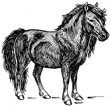 Shetland Pony - Shetland Pony