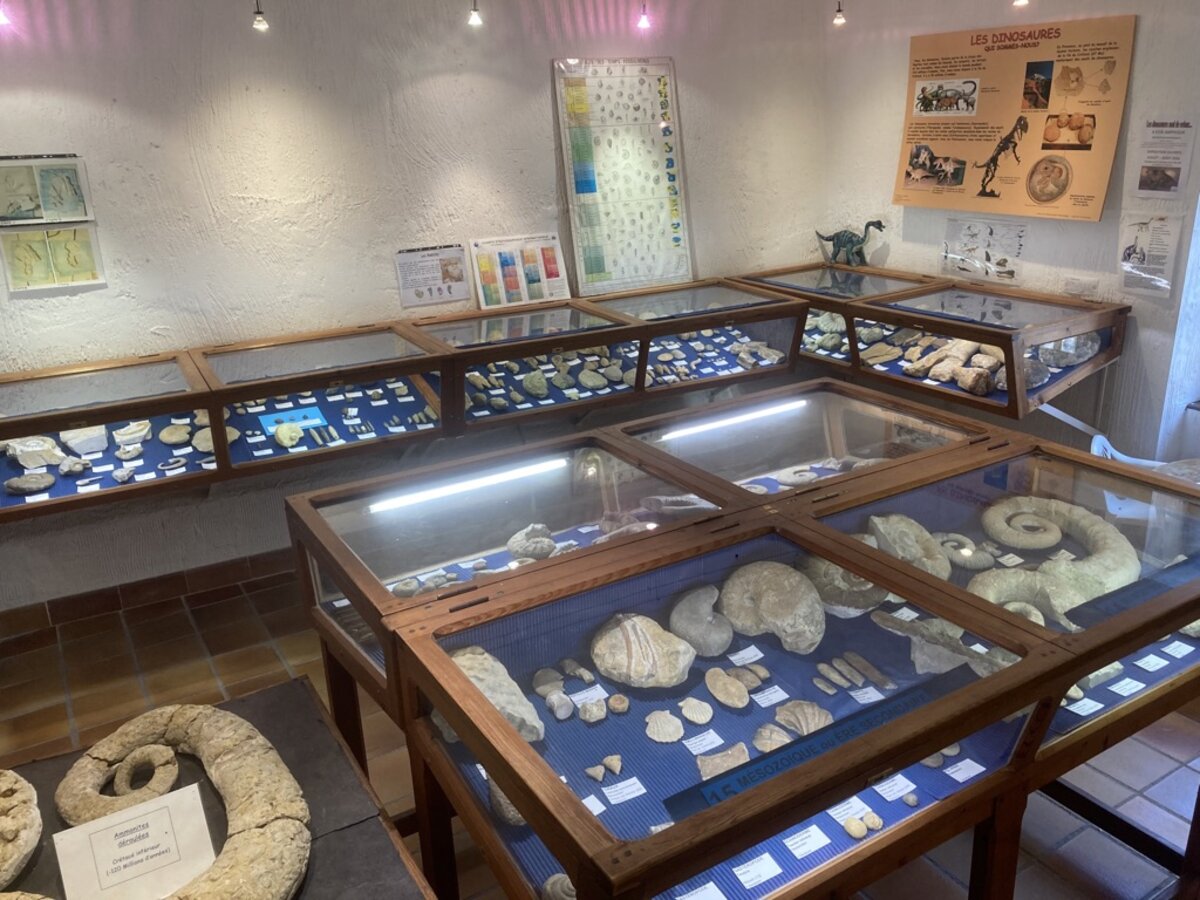 Photo - Musée des fossiles