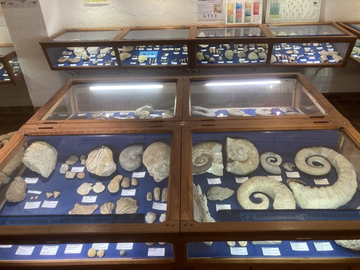 Photo - Musée des fossiles
