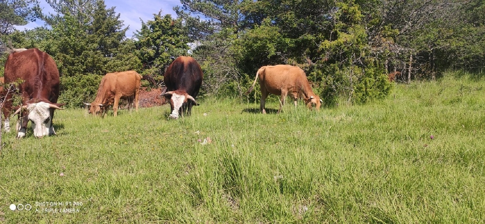 Les vaches de la ferme - Ferme dei Reïcampadis