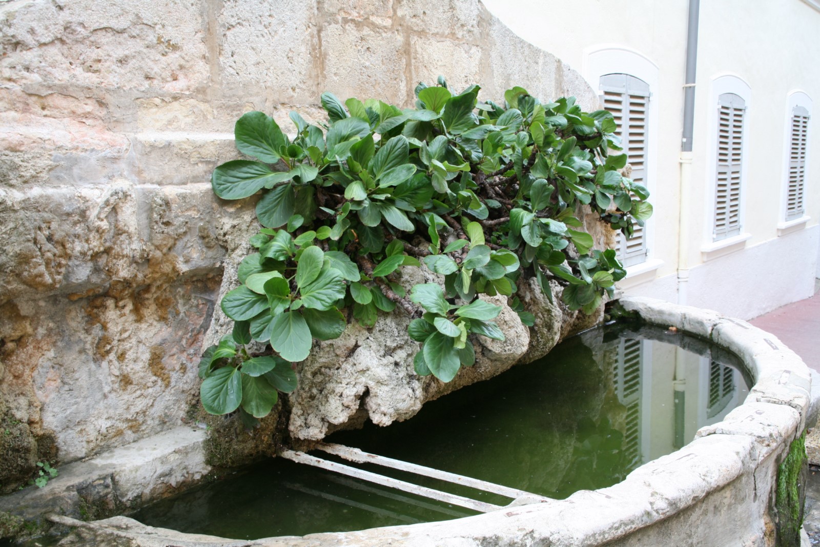 Fontaine Maréchal Foch - Aups - Fontaine Maréchal Foch - Aups