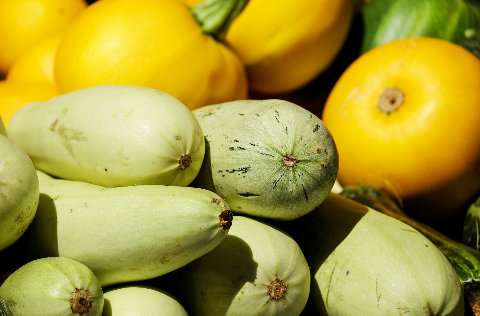 Courgettes - Mme Waybaillie Maureen