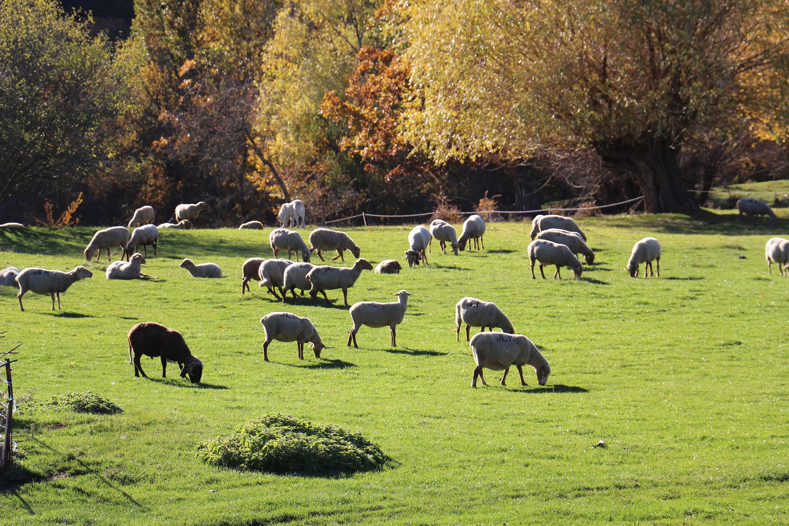 Troupeau de mouton - GAEC Rouvier