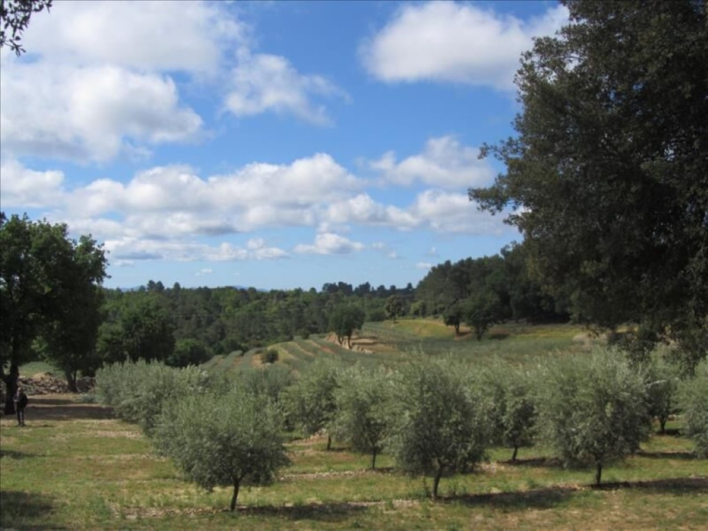 Vue sur l'oliveraie - VAR TOURISME CB_TAURENNE_TOURTOUR (1)