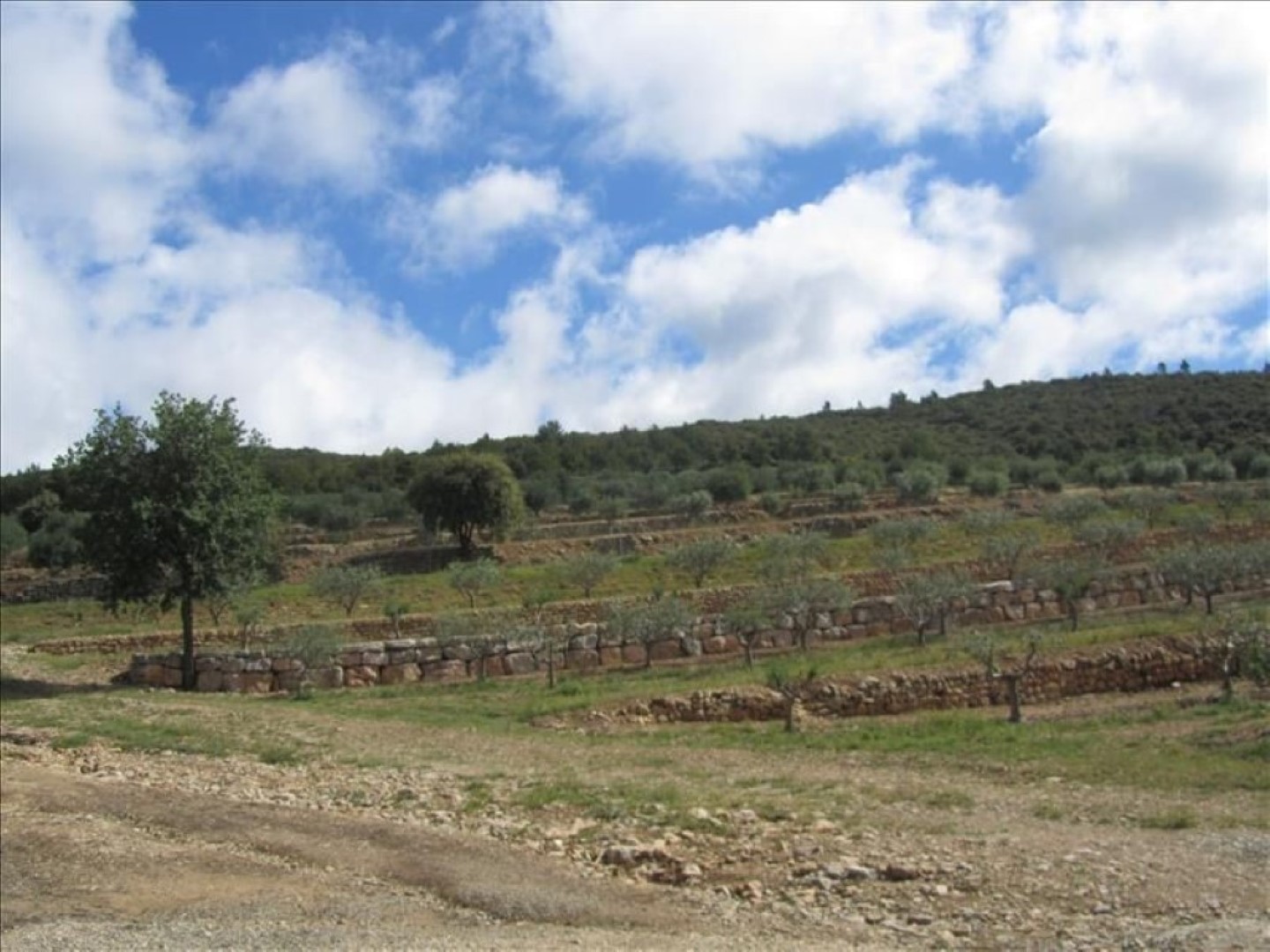 Vue sur l'oliveraie - VAR TOURISME CB_TAURENNE_TOURTOUR (1)