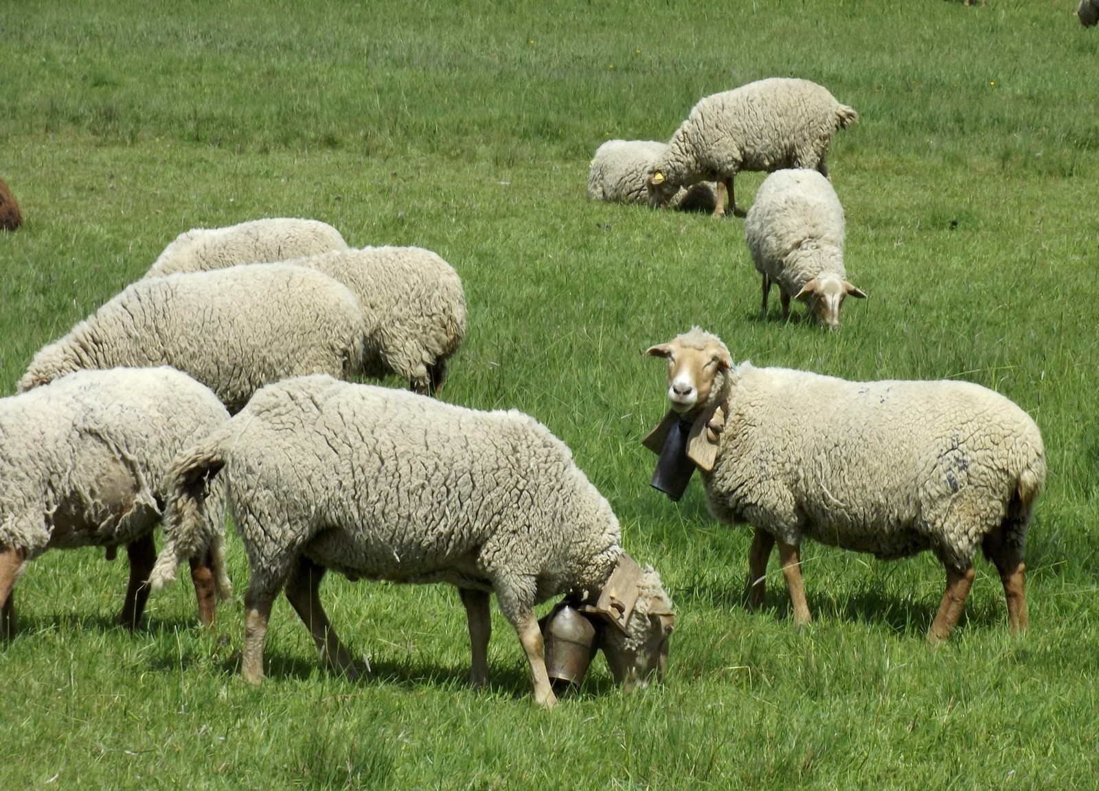 Troupeau de mouton - GAEC des Graous