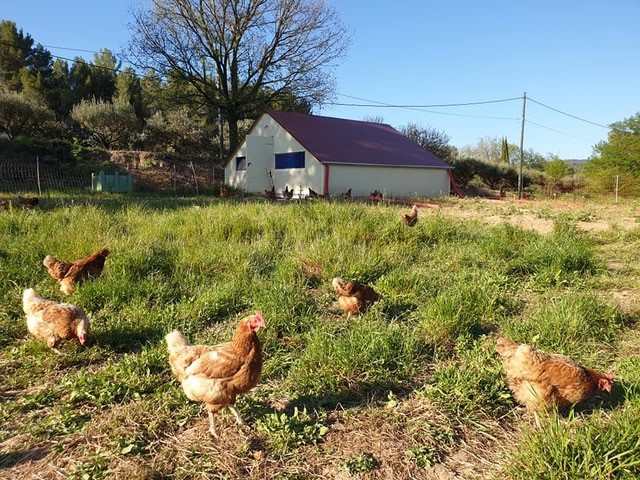 Poules plein air - Les Jardins de Barbebelle