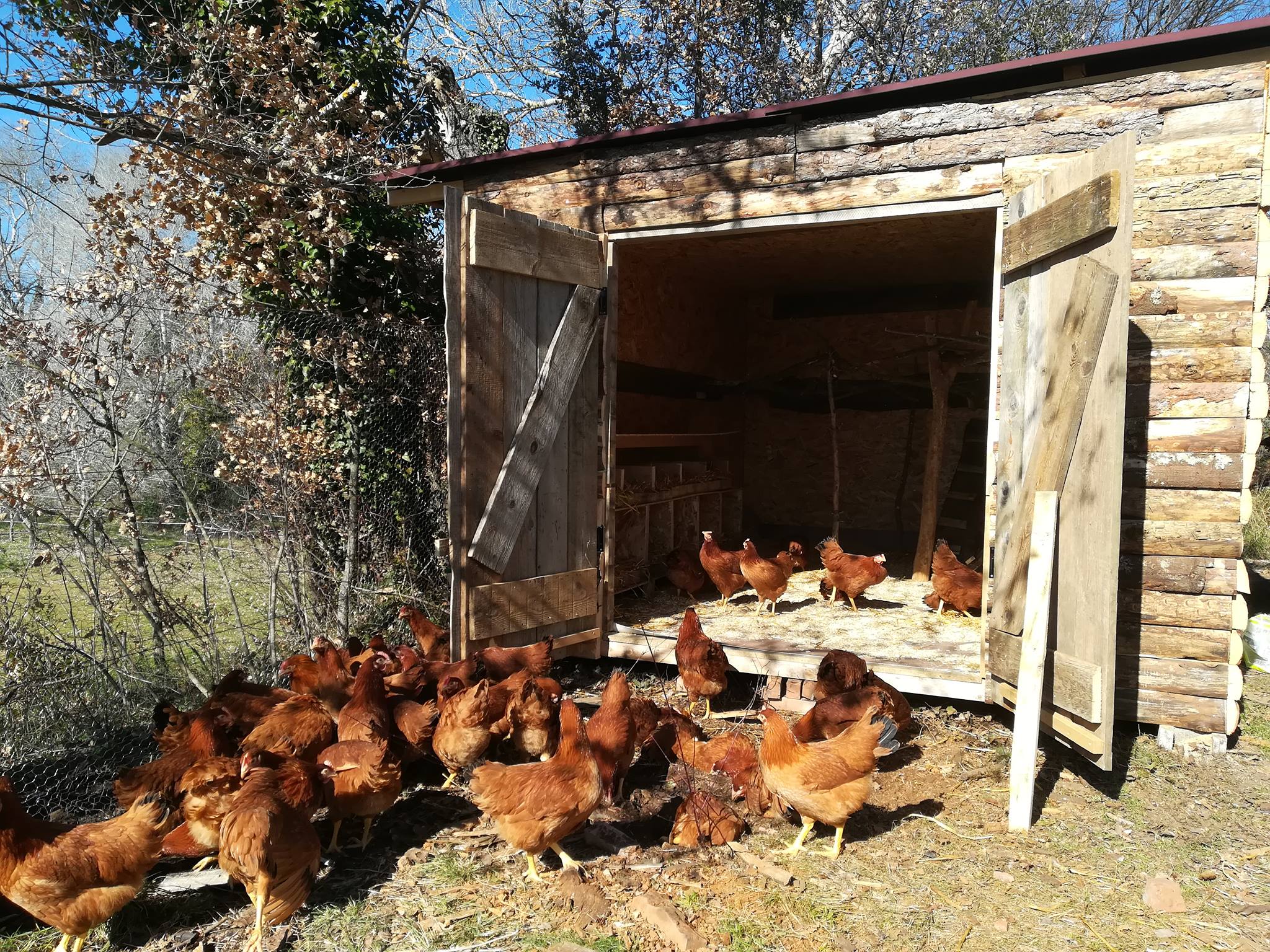 Poules - La Pensée Ferme