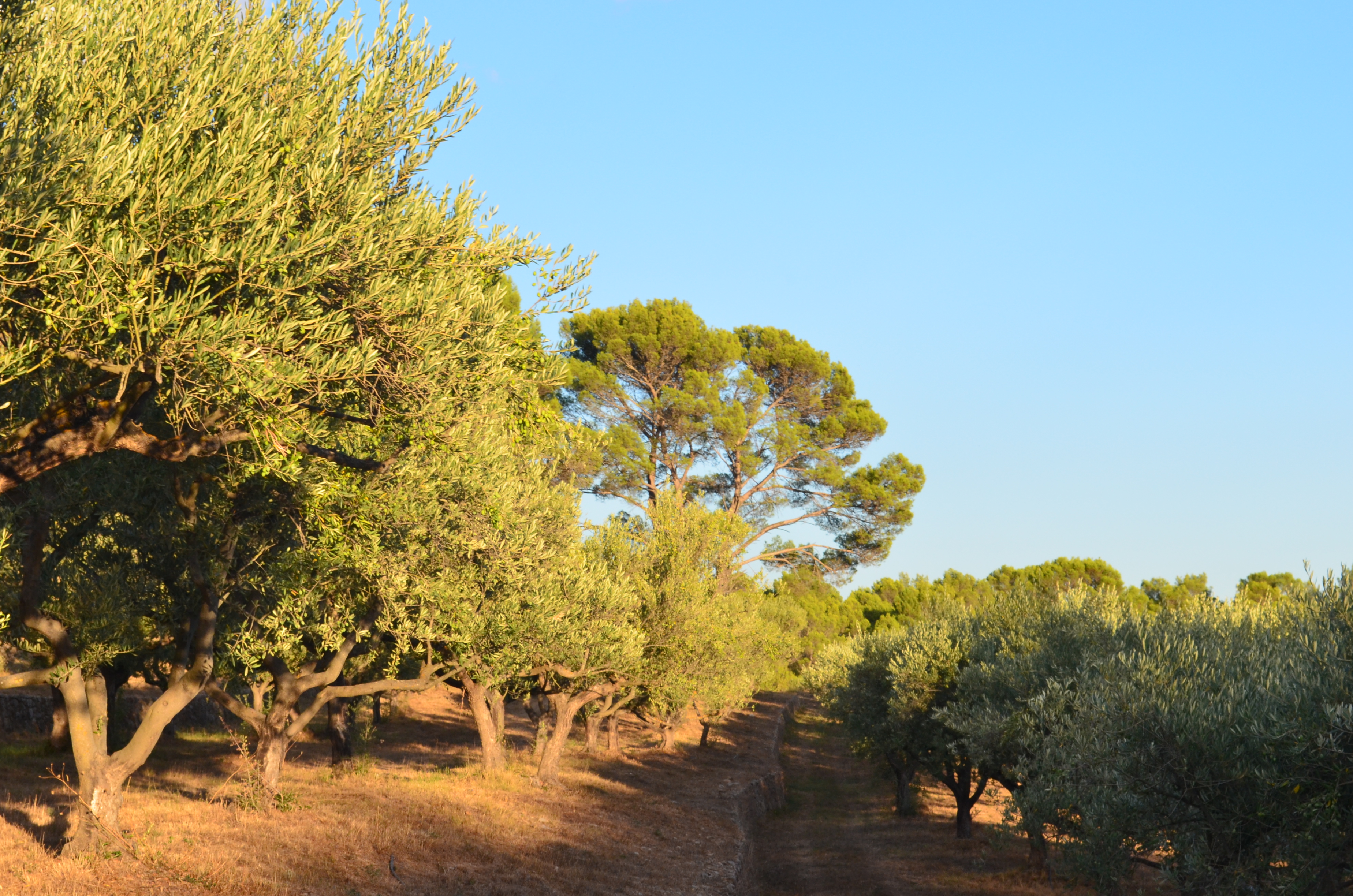 Le Barretian - Huile d'olive AOP Provence - Bio_Villecroze
