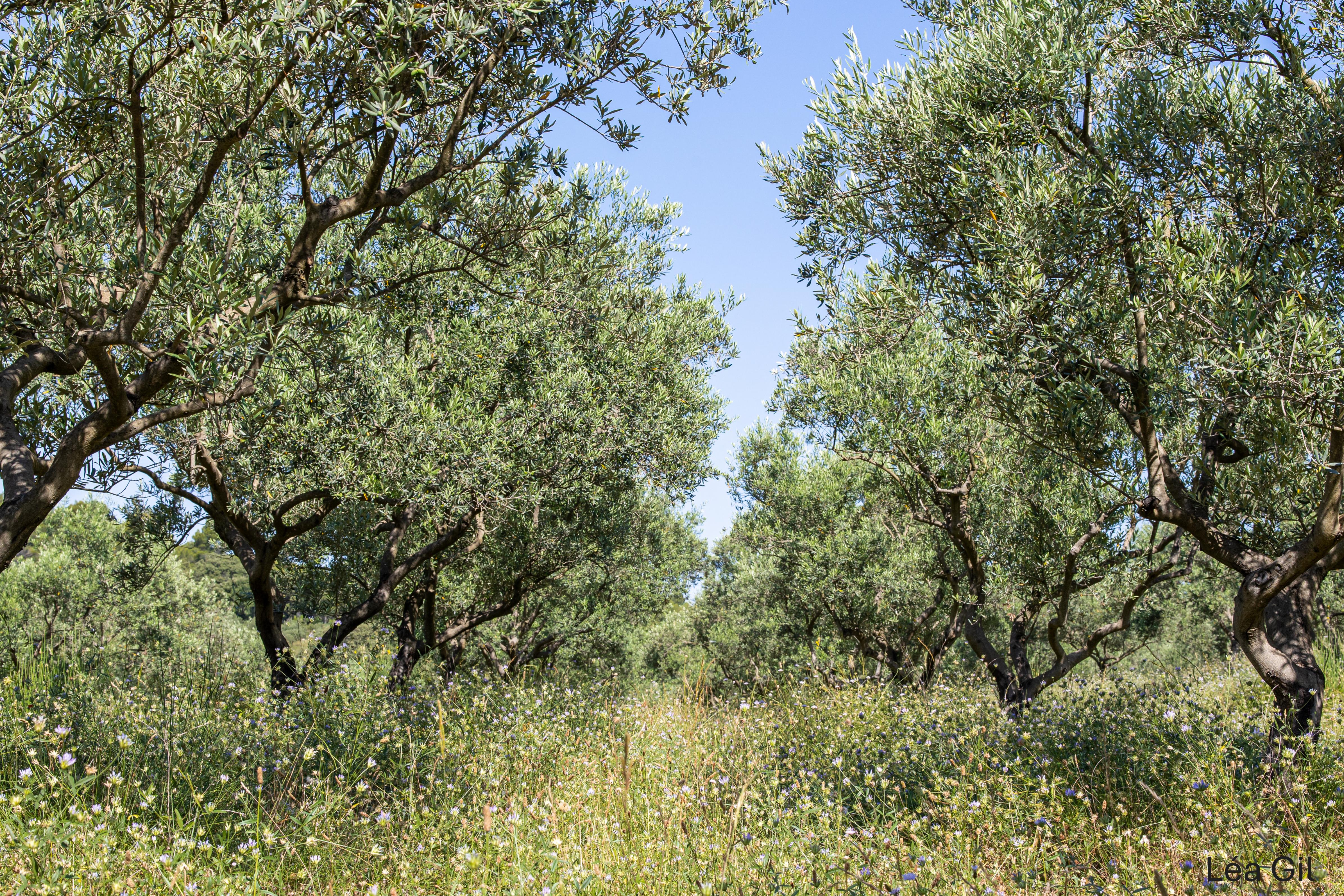 Le Barretian - Huile d'olive AOP Provence - Bio_Villecroze