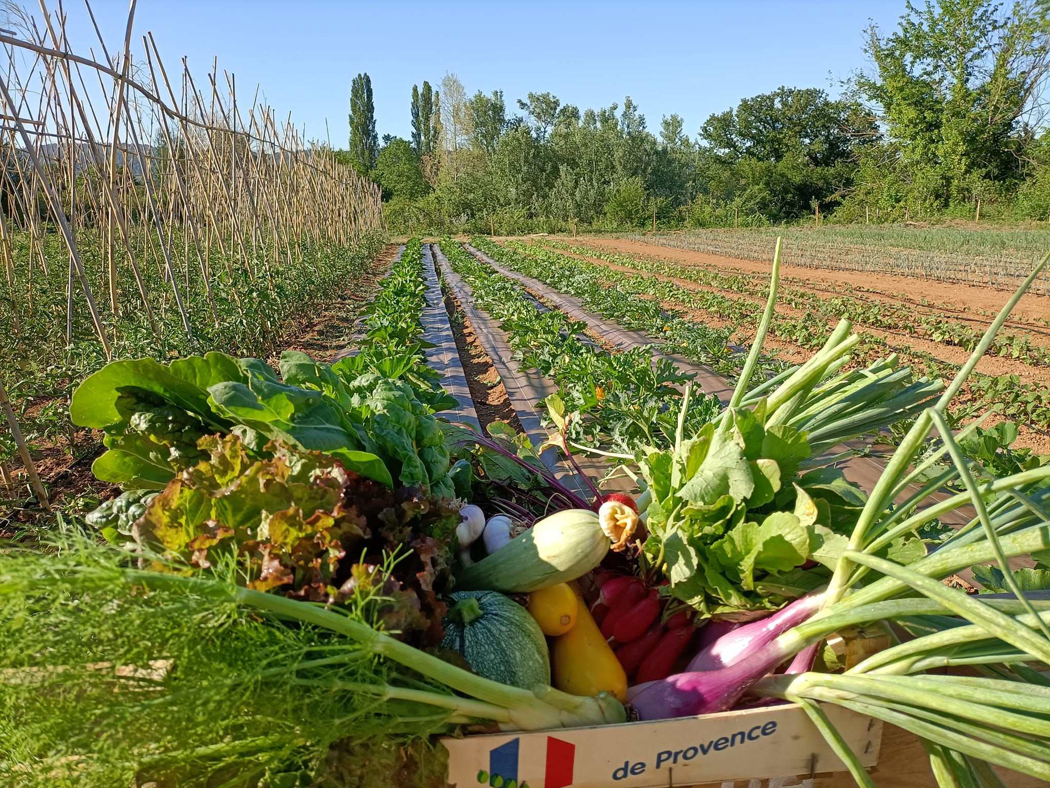 Les Jardins ratatouille