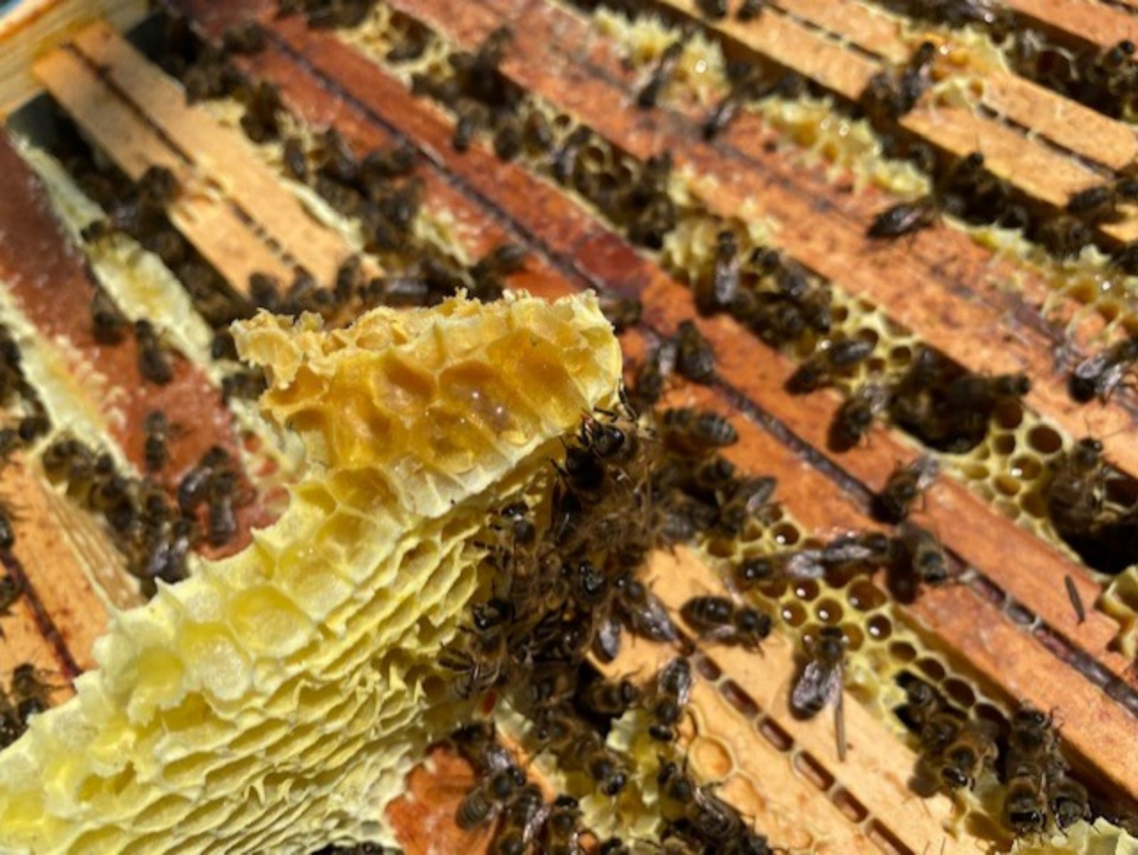 Intérieur d'une ruche - Lou Rucher du Verdon