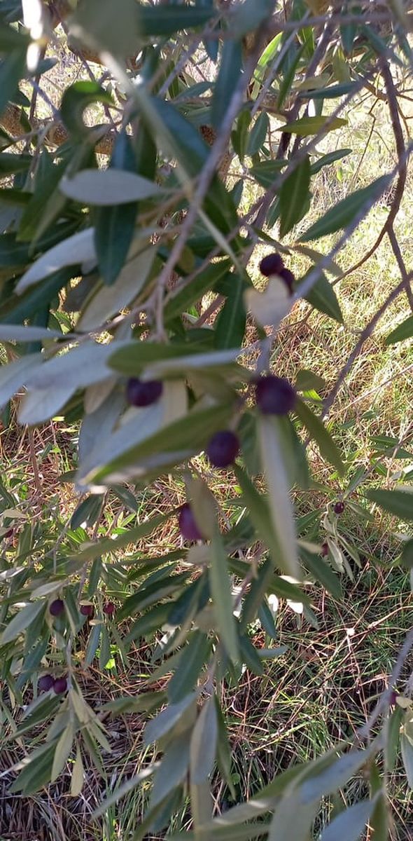 Olives - L'Oliveraie de Bauduen