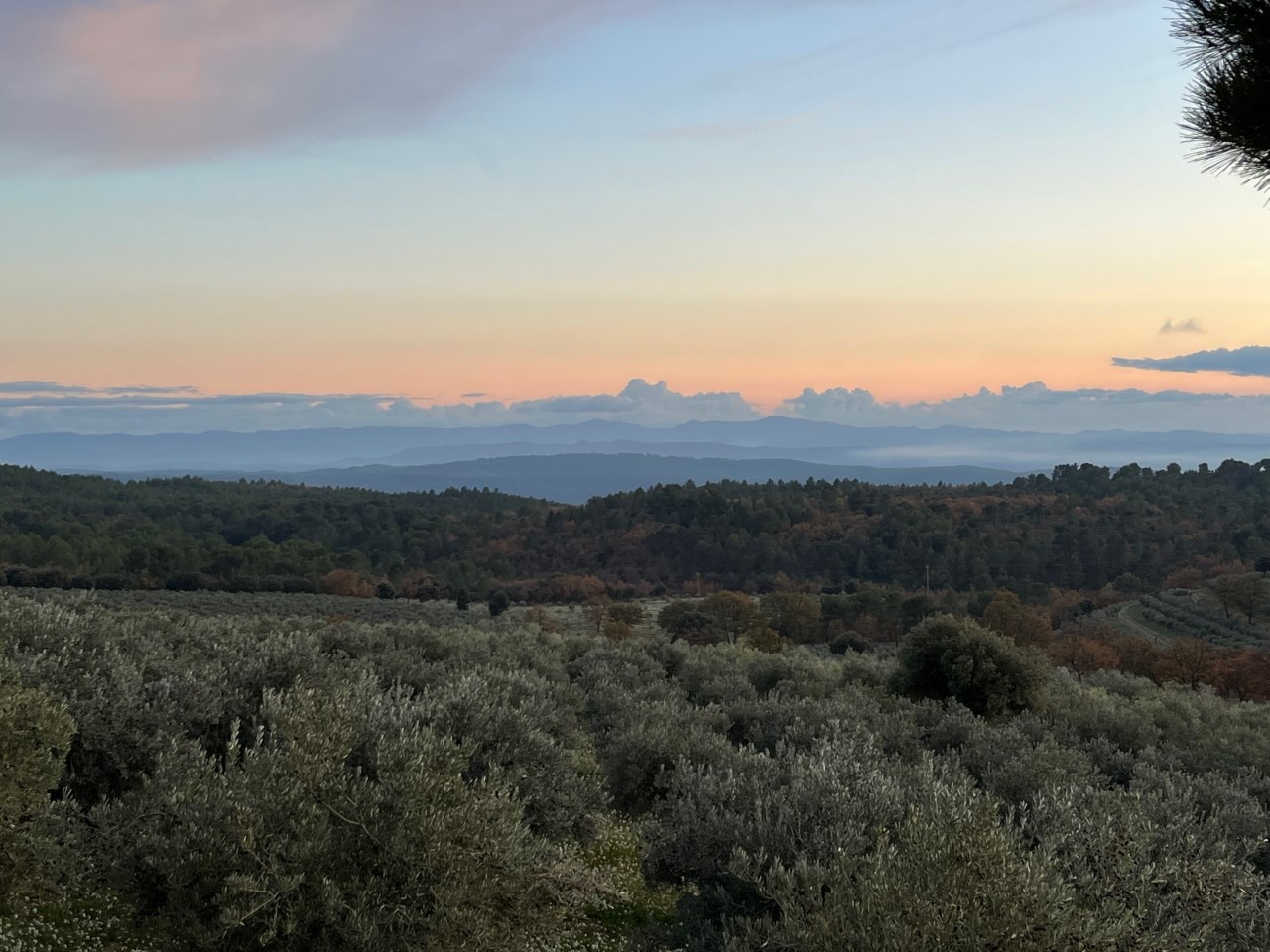 Vue - Oliveraie de Taurenne