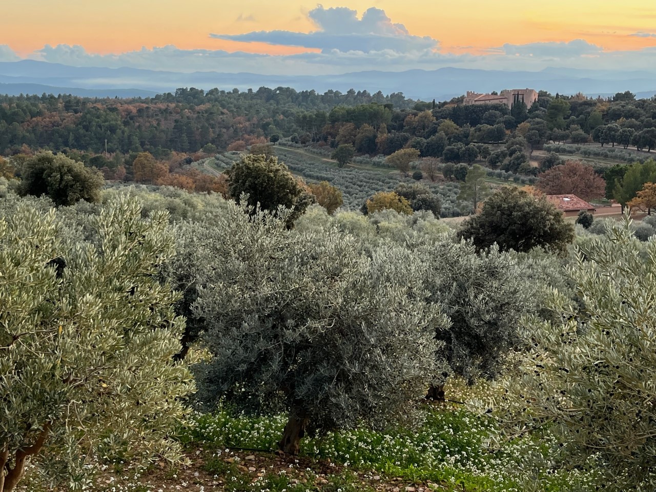 Vue - Oliveraie de Taurenne