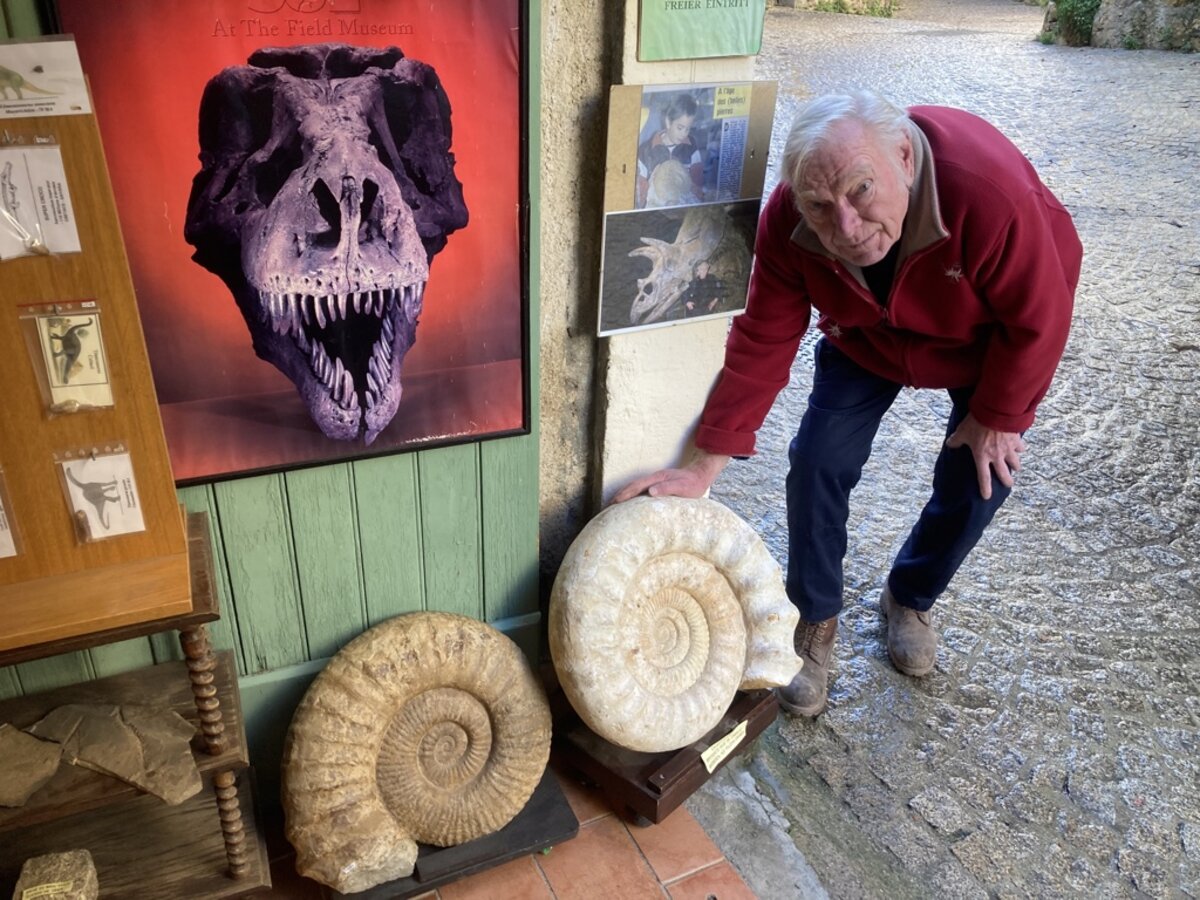 Ammonites - Galerie de l'horloge