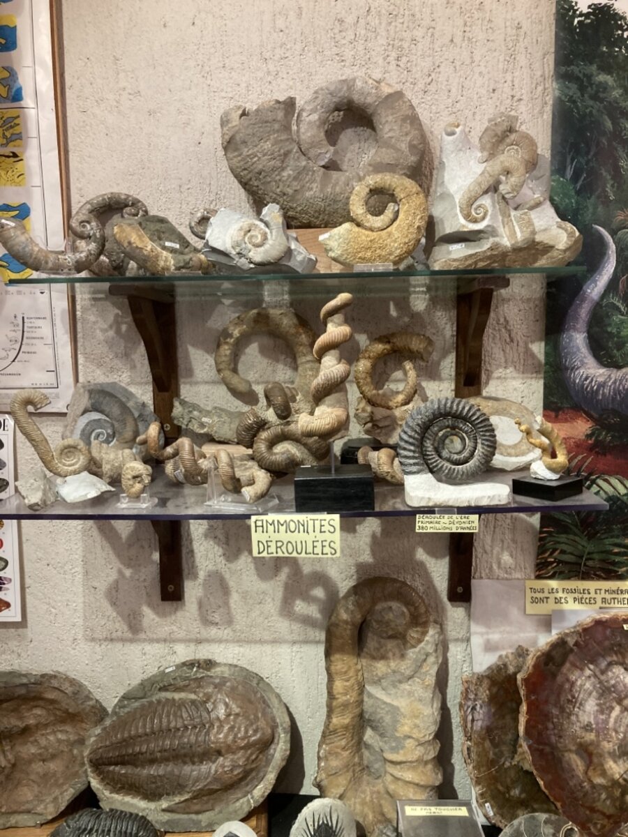 Fossiles - Galerie de l'horloge
