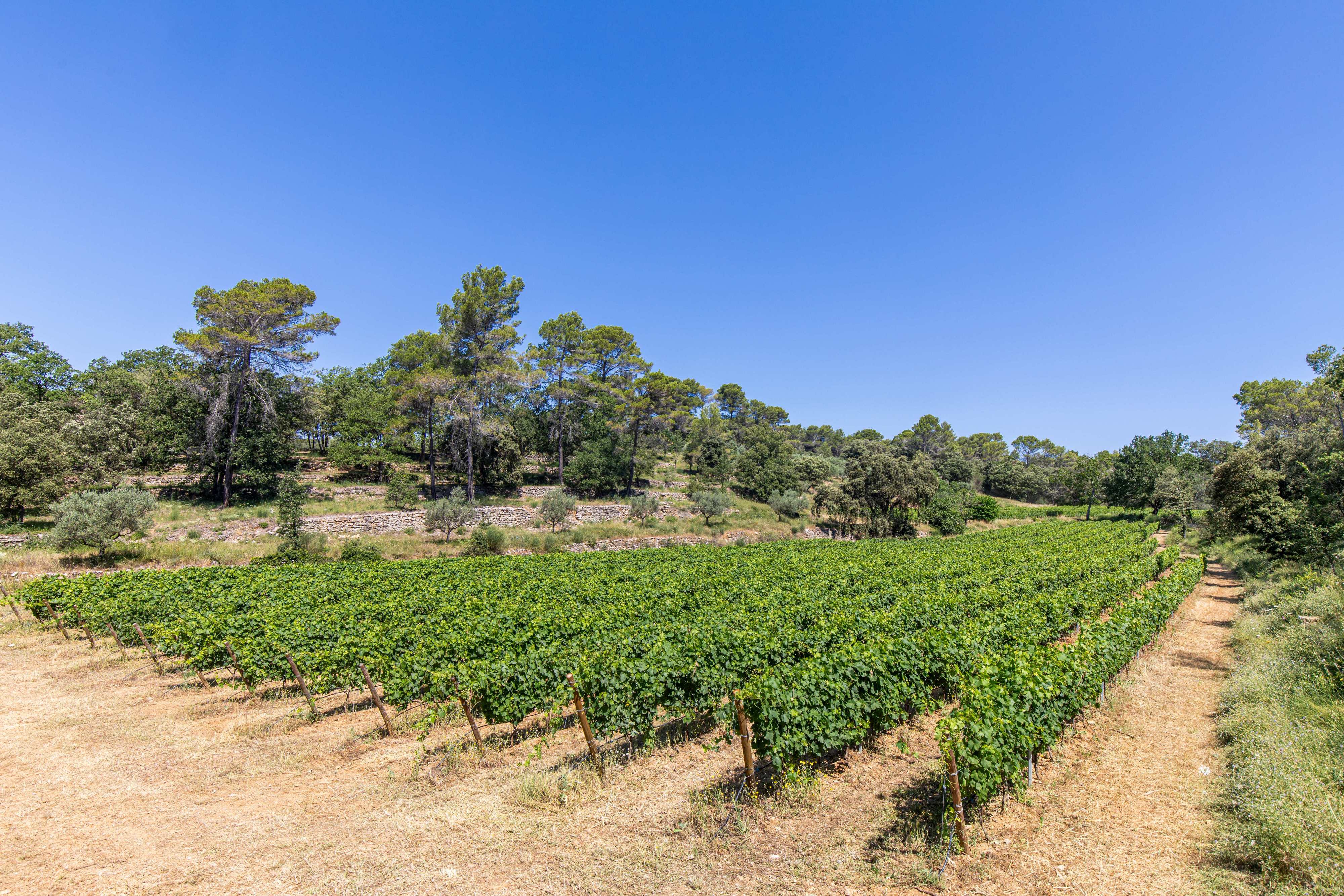 Le Barretian - Vins de Provence_Villecroze