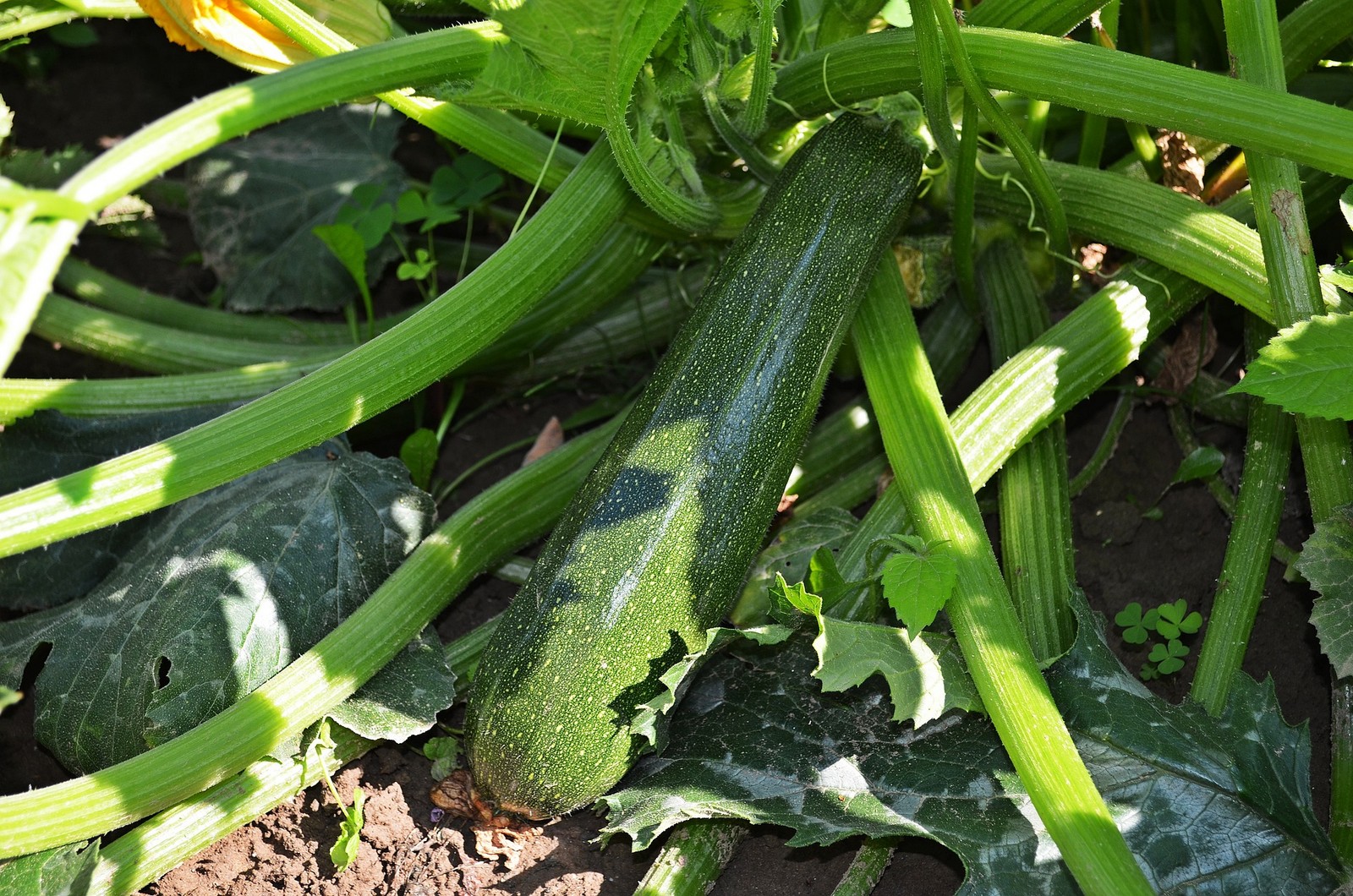 Courgettes - Les Jardins de Léa