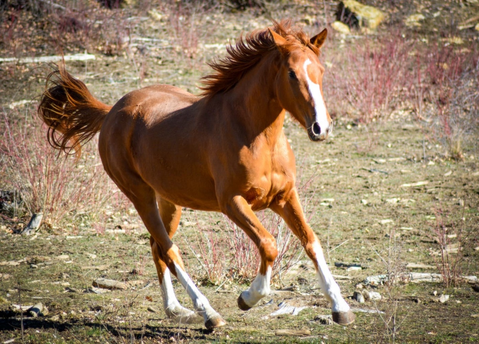 Cheval - Les Chevaux de Jabron