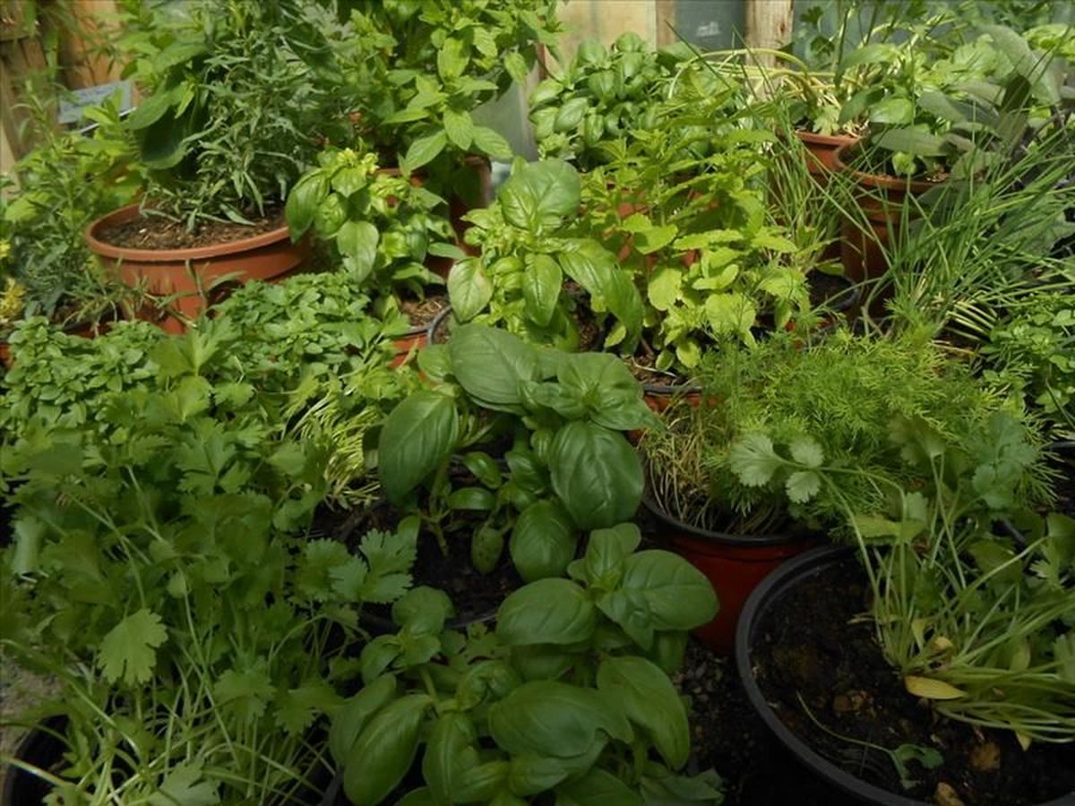 Les plantes - Ferme de la Célestine