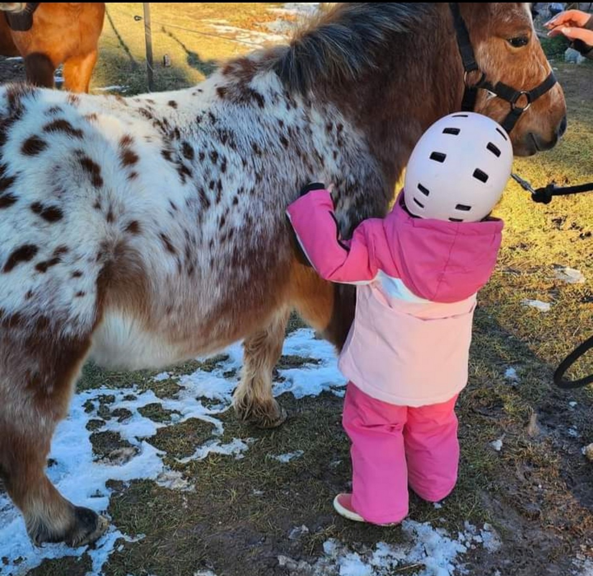 Photo Promenade à poney avec Pelas Ranch