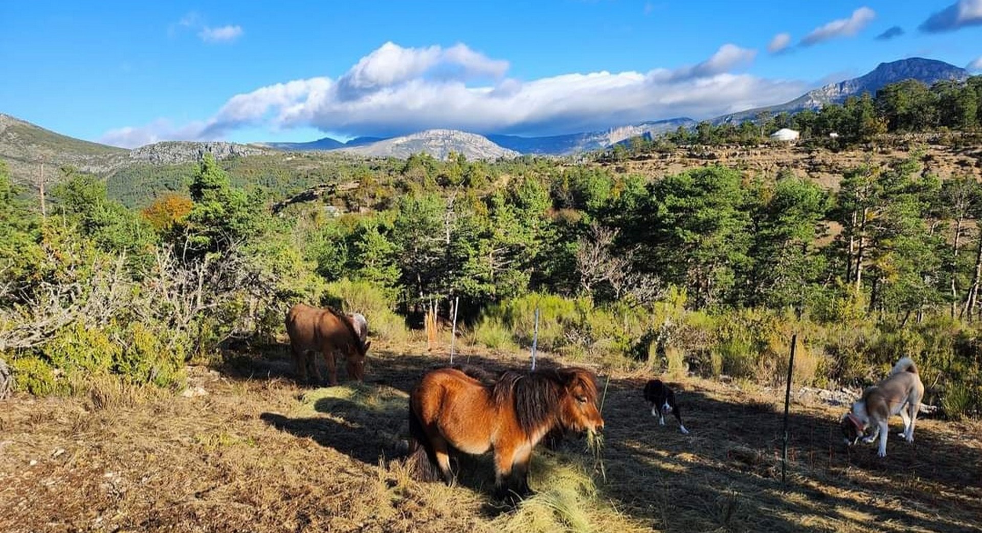 Nos poneys - Pelas Ranch