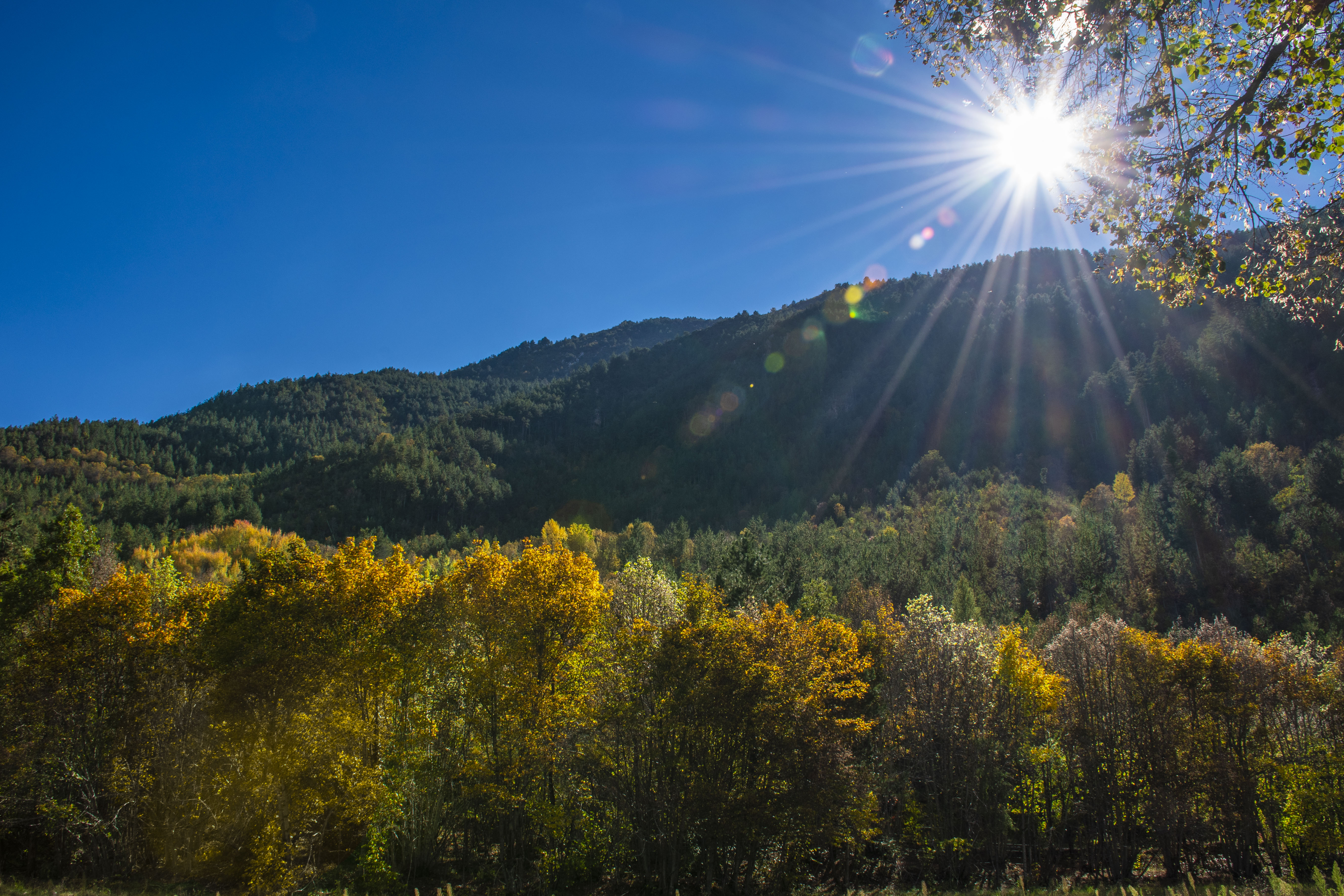 Forêt de La Martre - La Martre - La Bastide - La Roque-Esclapon