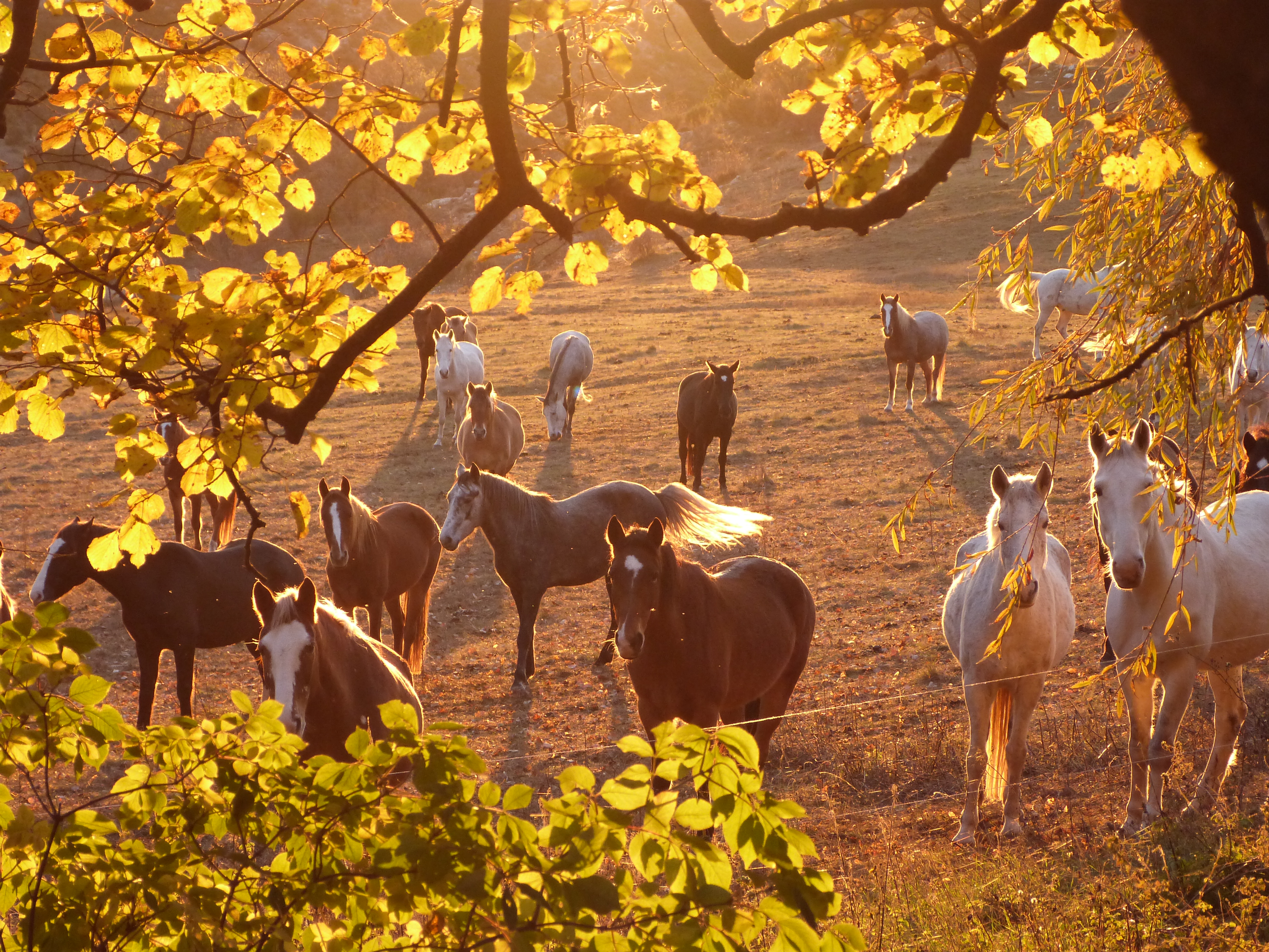 Les chevaux - Les chevau