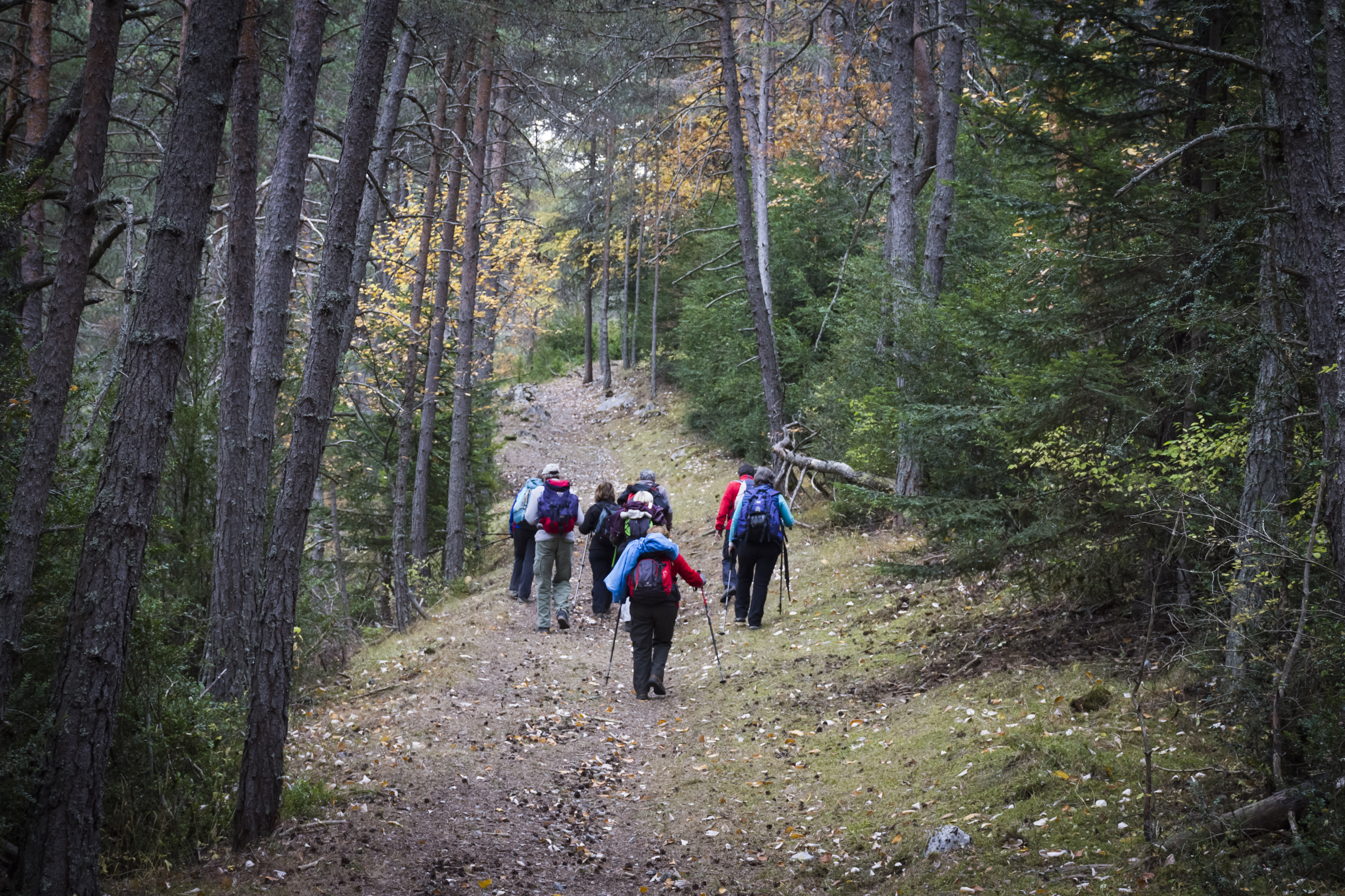 Dans la forêt - Randonnée