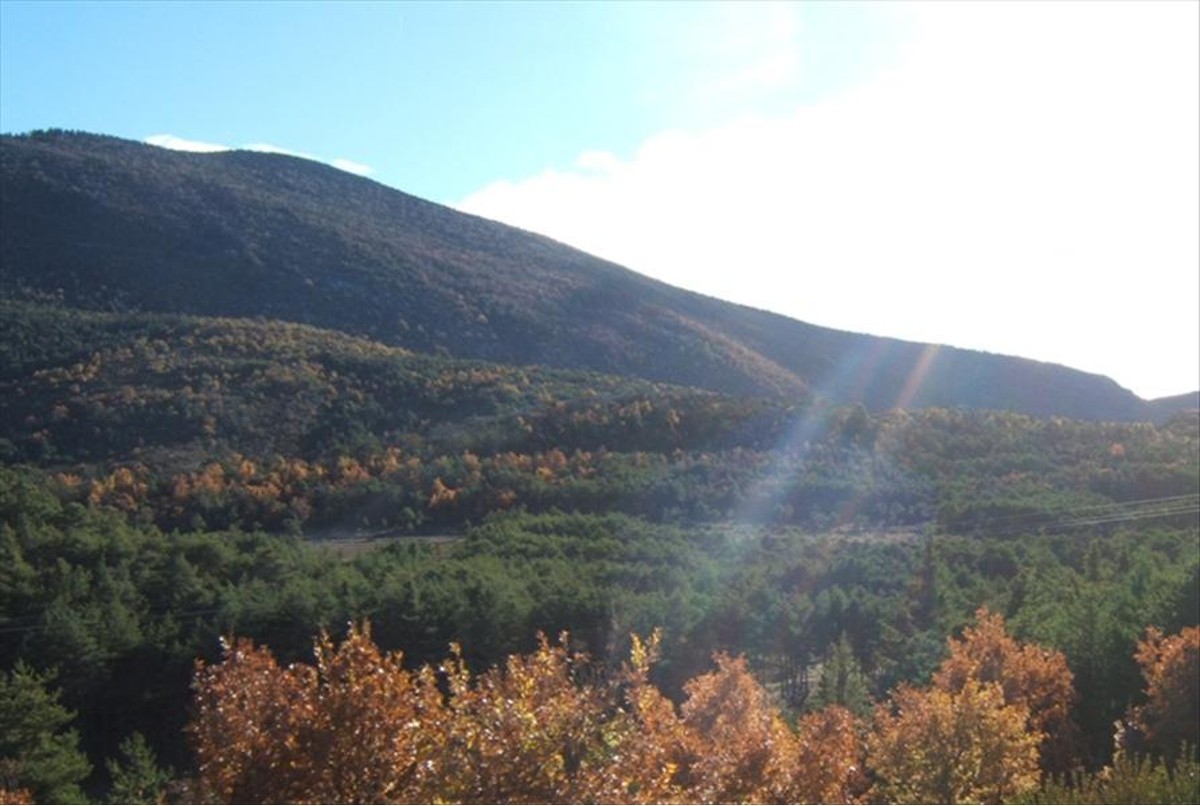 Vue - Forêt du Brouis