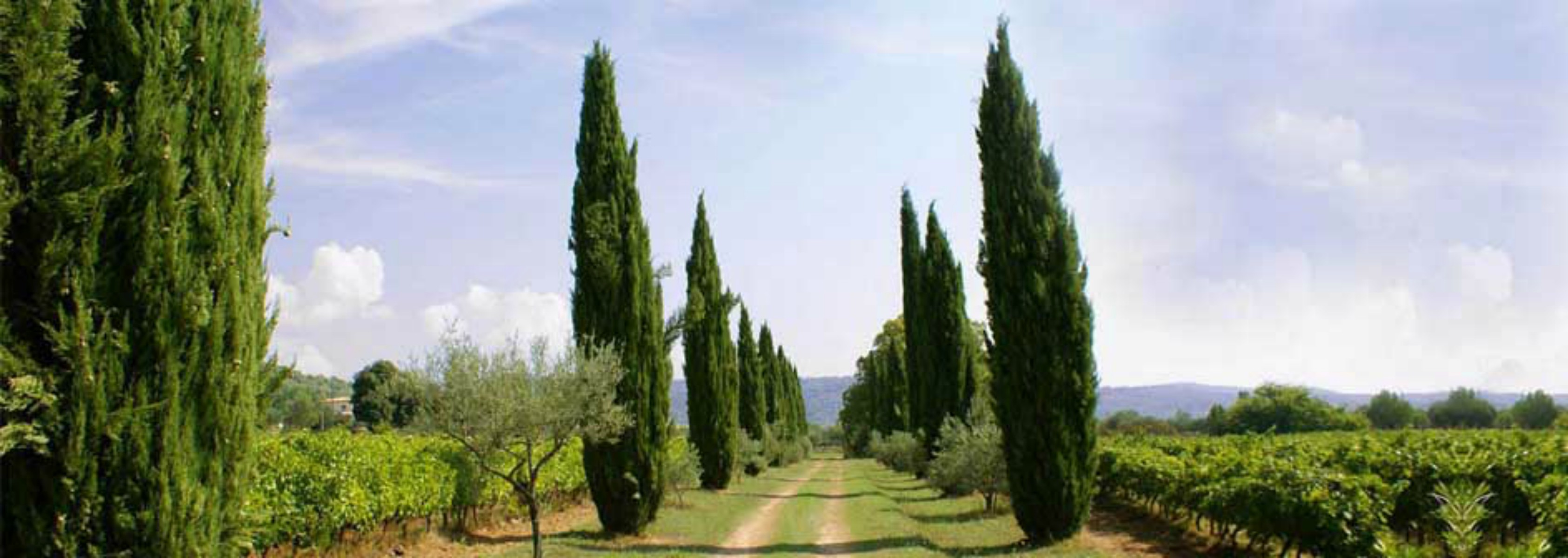 Domaine de Valcolombe - Domaine de Valcolombe